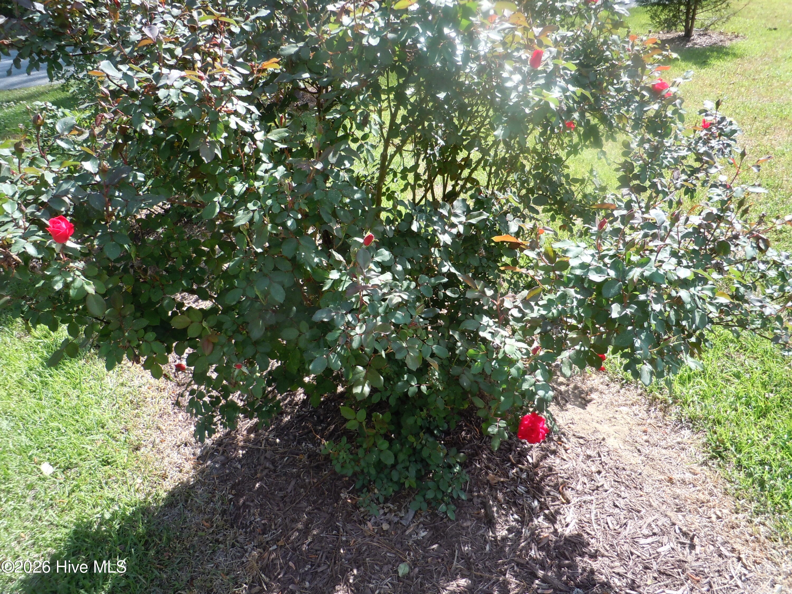 100565129 | Photo 93