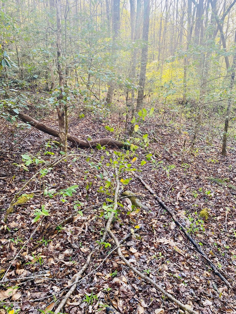 Exterior photo of Lot 5 Carringer Road, Robbinsville, NC 28771. MLS: 98544294