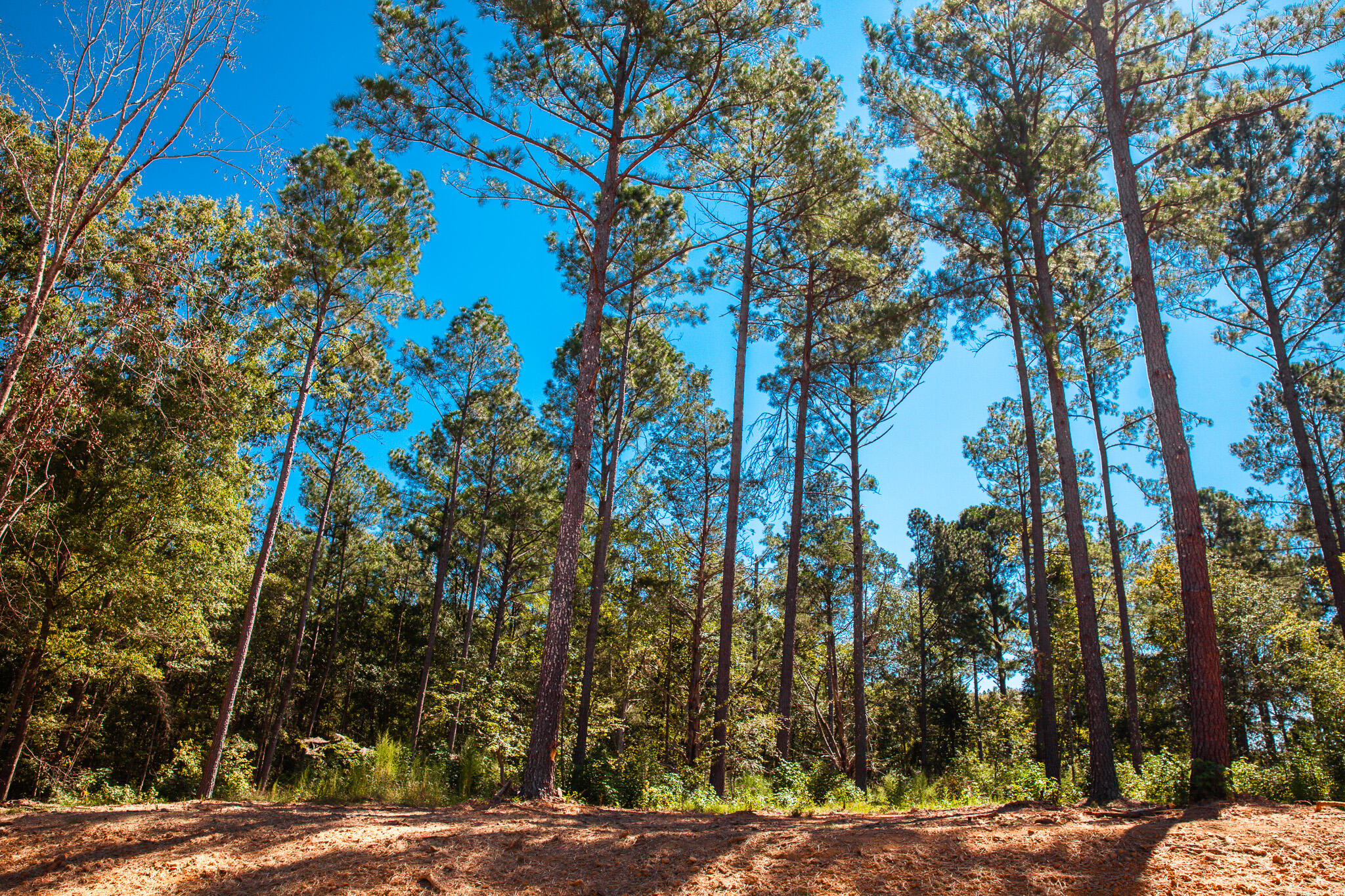 Property at 535 Rabbit Pen Drive