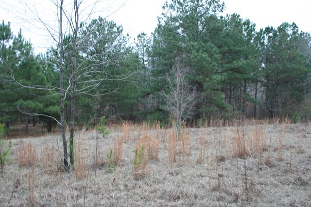 00 Highway 378, Lincolnton, GA 30817 Listing Photo  3