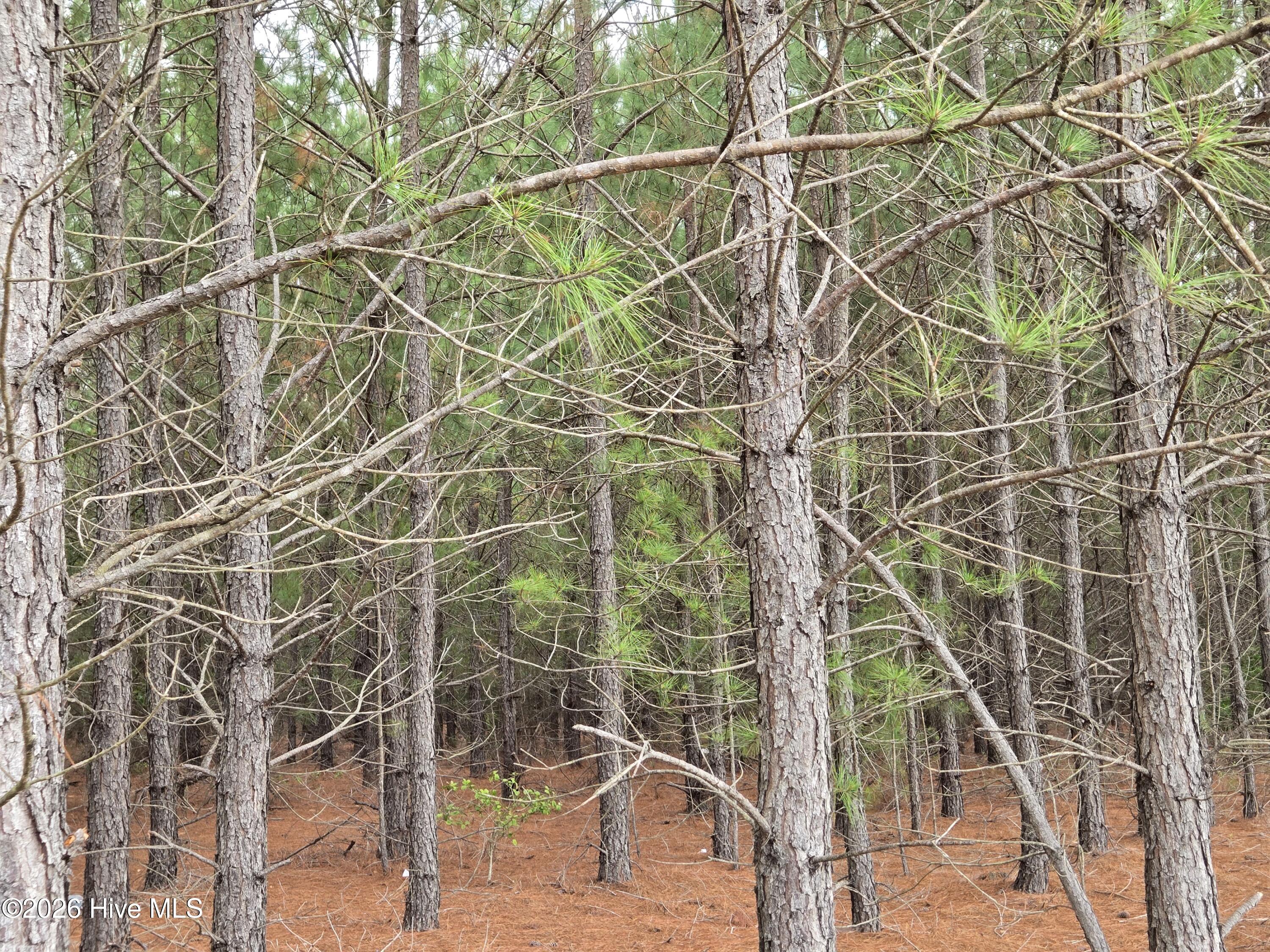 Tract 14 Belford Church Road, Jackson Springs, NC 27281 Listing Photo  18