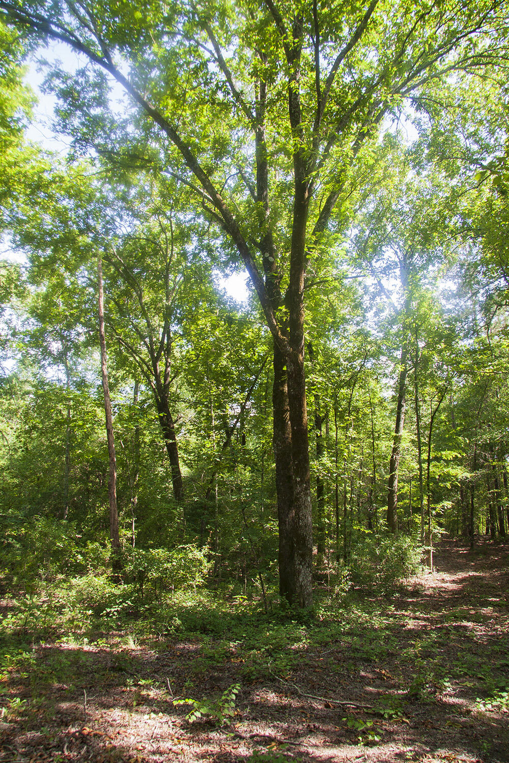 1515C HEPHZIBAH - MCBEAN Road, Hephzibah, GA, 30815