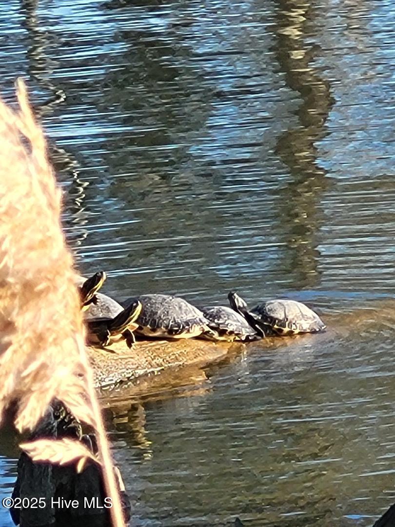 113 S South Fork Court, Hertford, NC, 27944