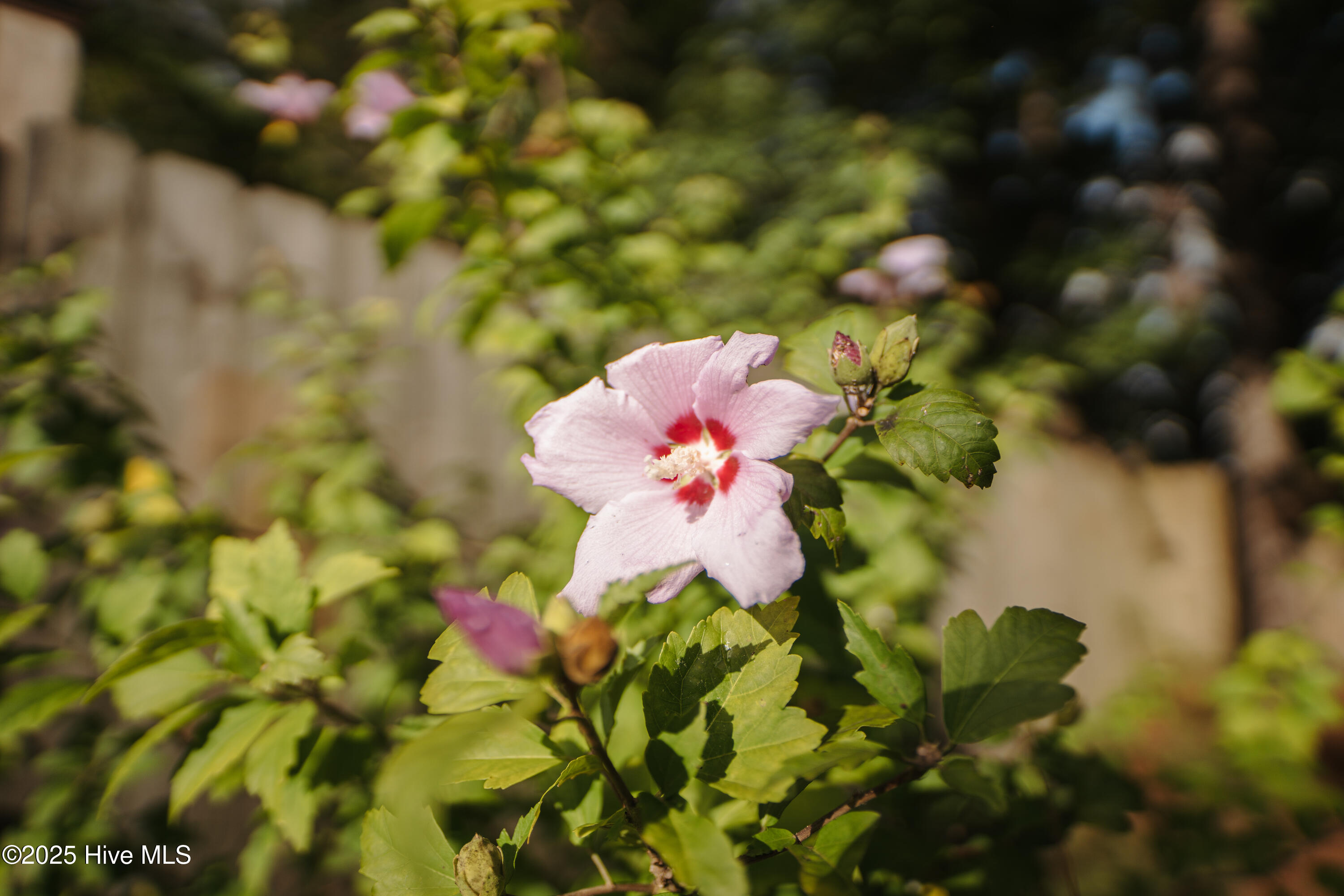 100580032 | Photo 11