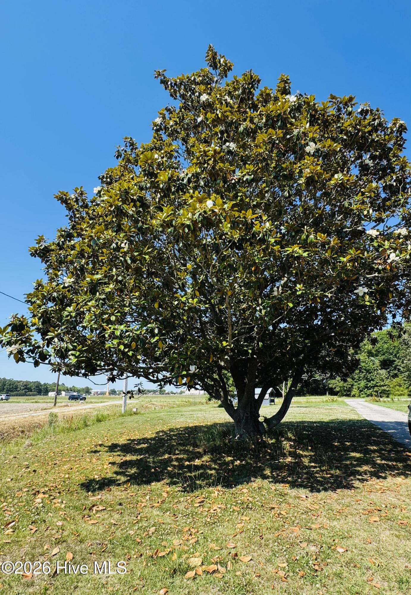 Nice trees around