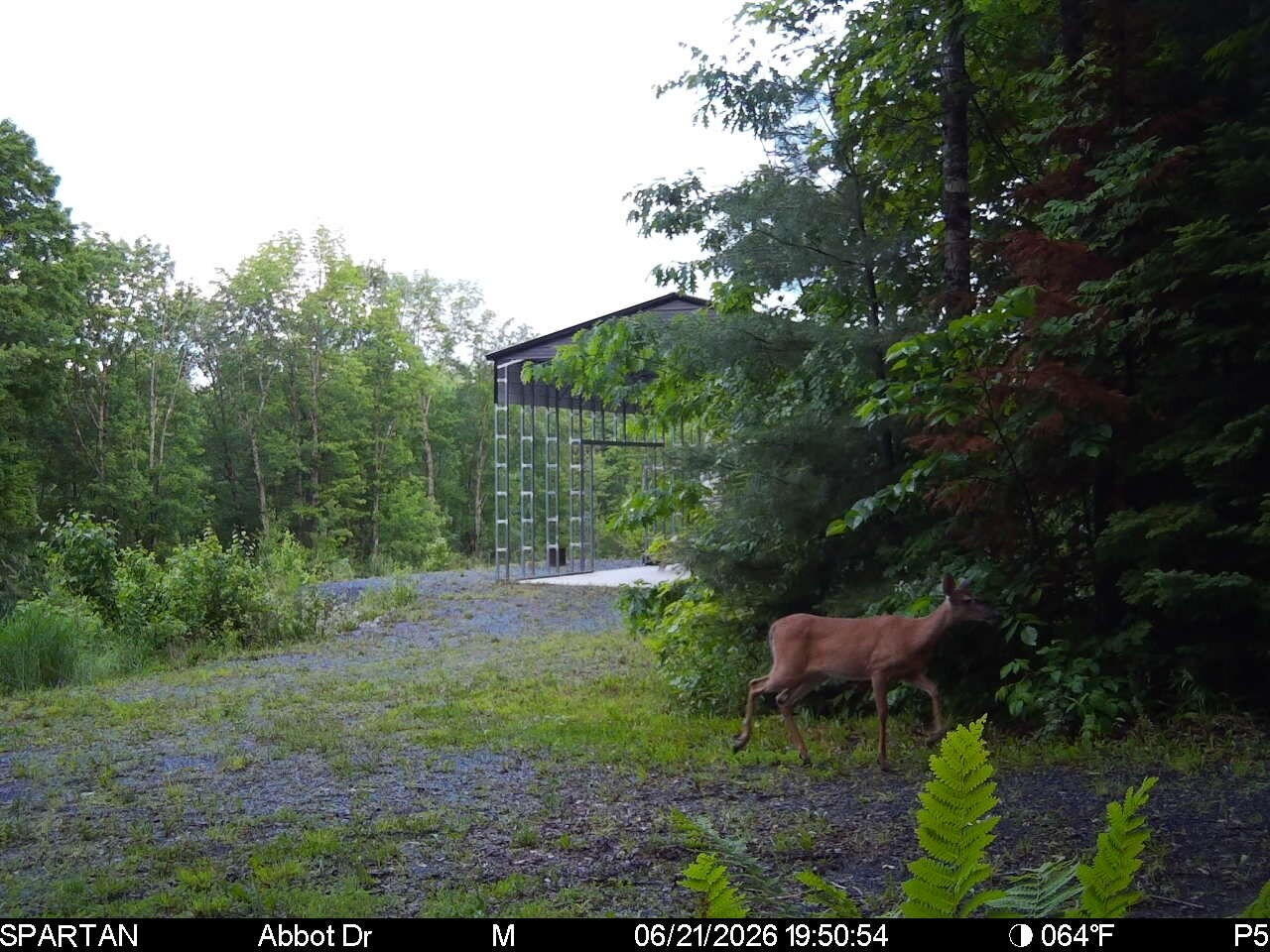 22 Monument Road, Abbot, ME 04406 Deer2