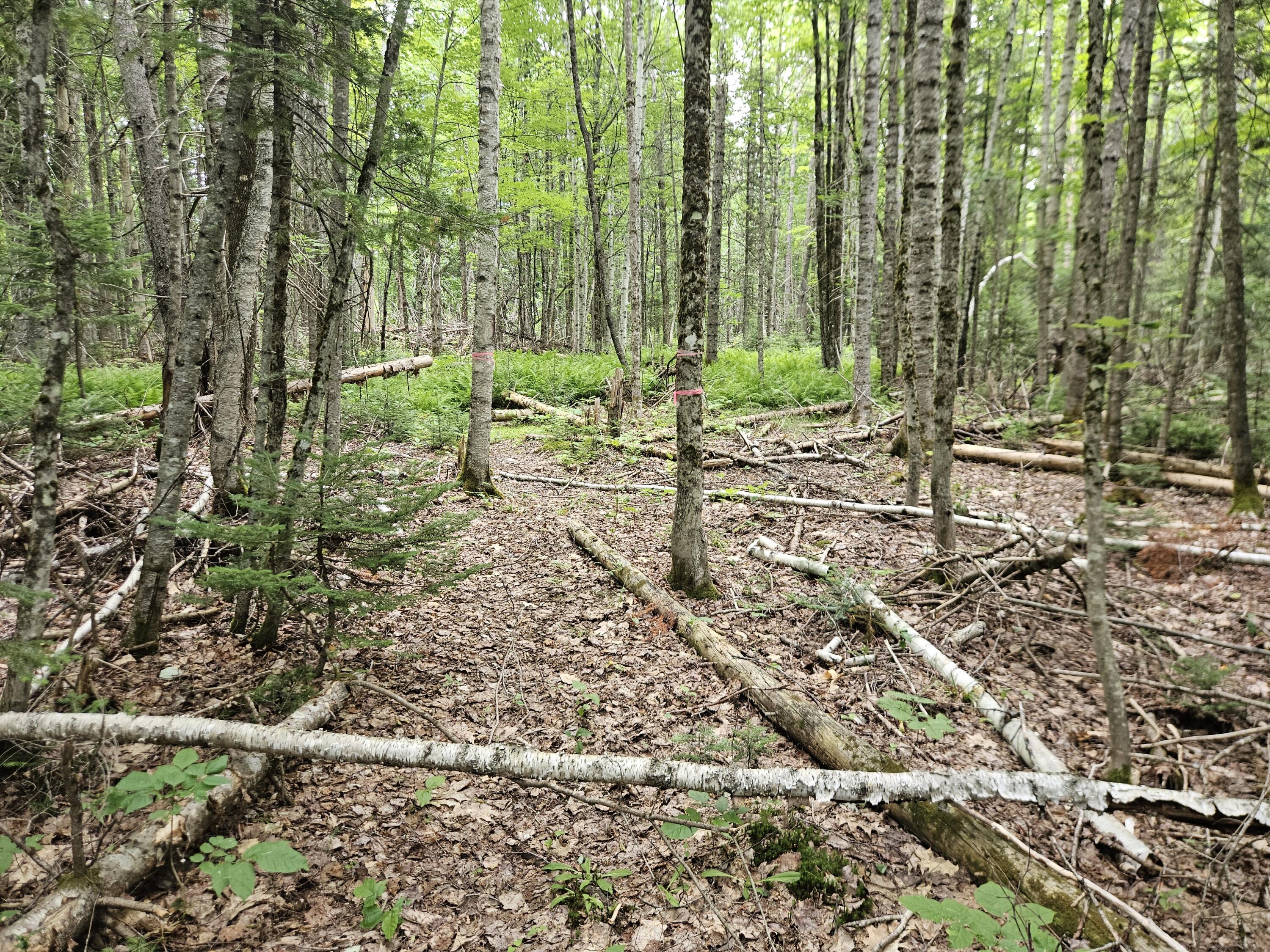 10 Moosehorn Road, Abbot, ME 04406 20260716_095532