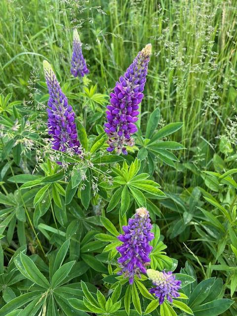 1 Miller Street, Belfast, ME, 04915