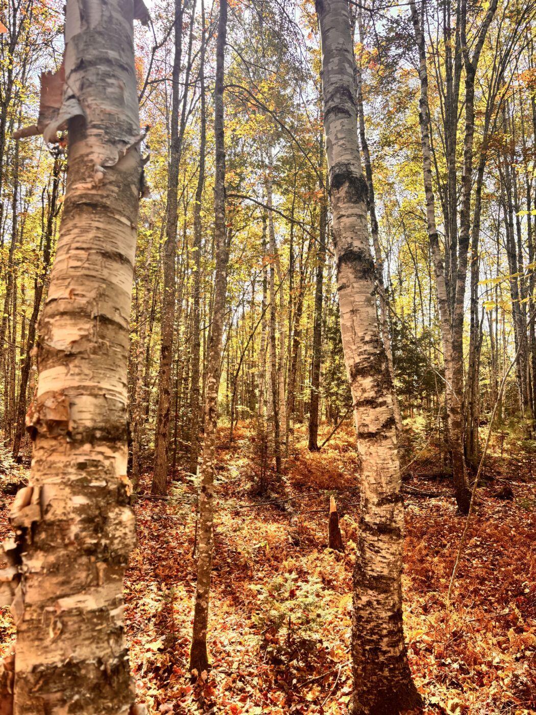 150 Bowden Point Road, Prospect, ME, 04981