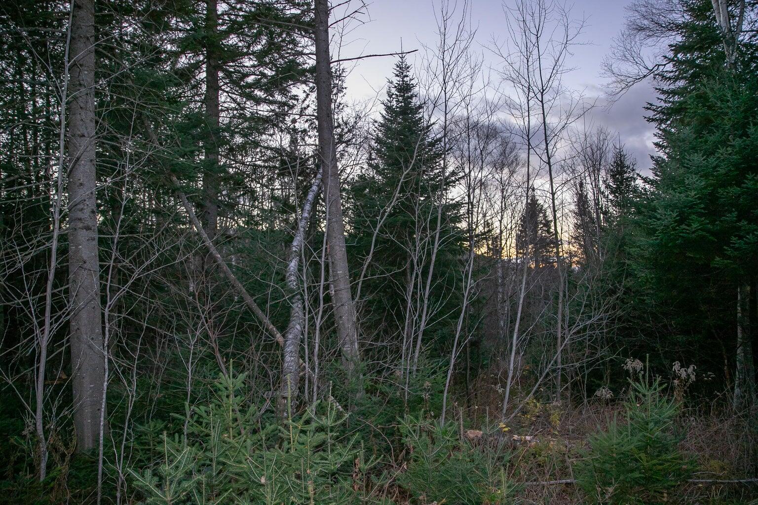 Lot 16 Mill Brook Road, Sandy River Plt, ME, 04970