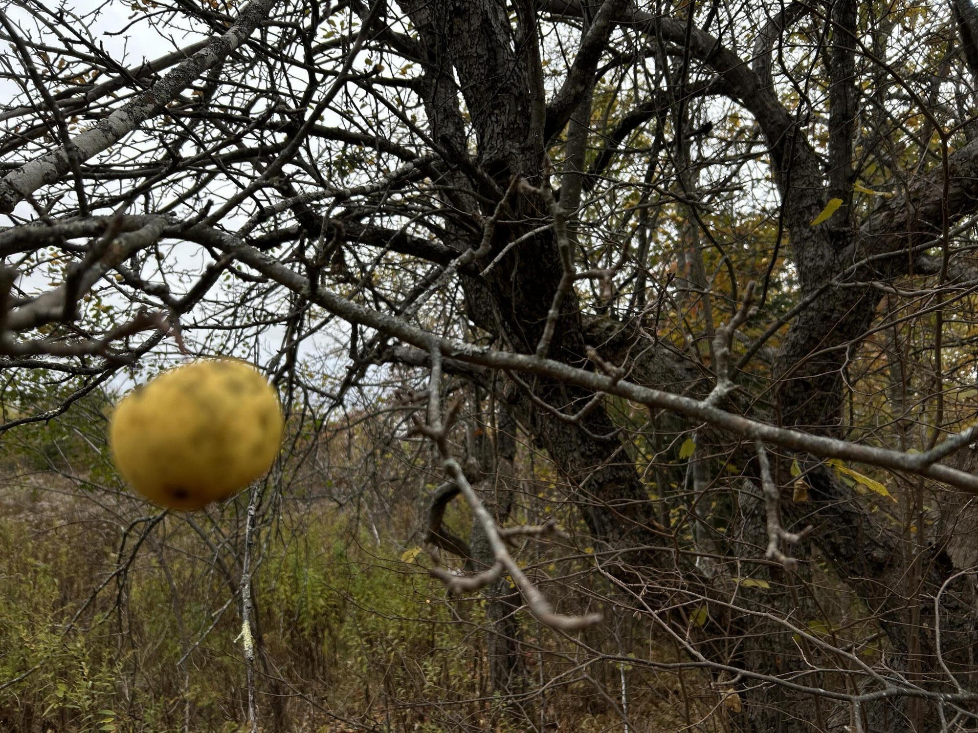 M4L18 Bog Road, Jackson, ME, 04921