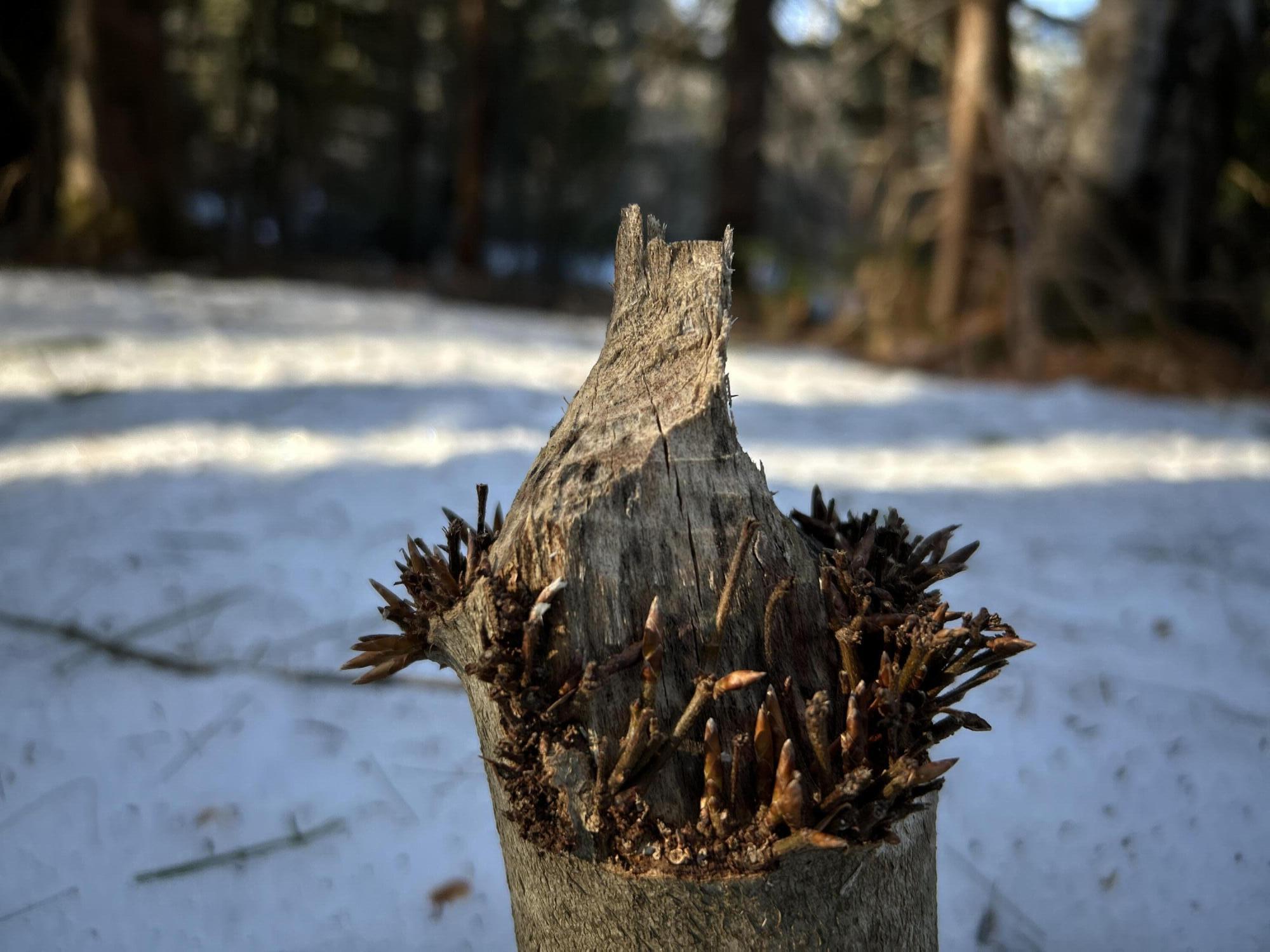 Map13Lot11 Field View Road, Fryeburg, ME, 04037