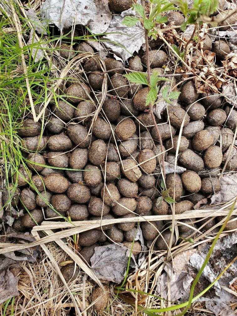 LotUNIT&nbsp;2 Cone Road, Amity, ME, 04471