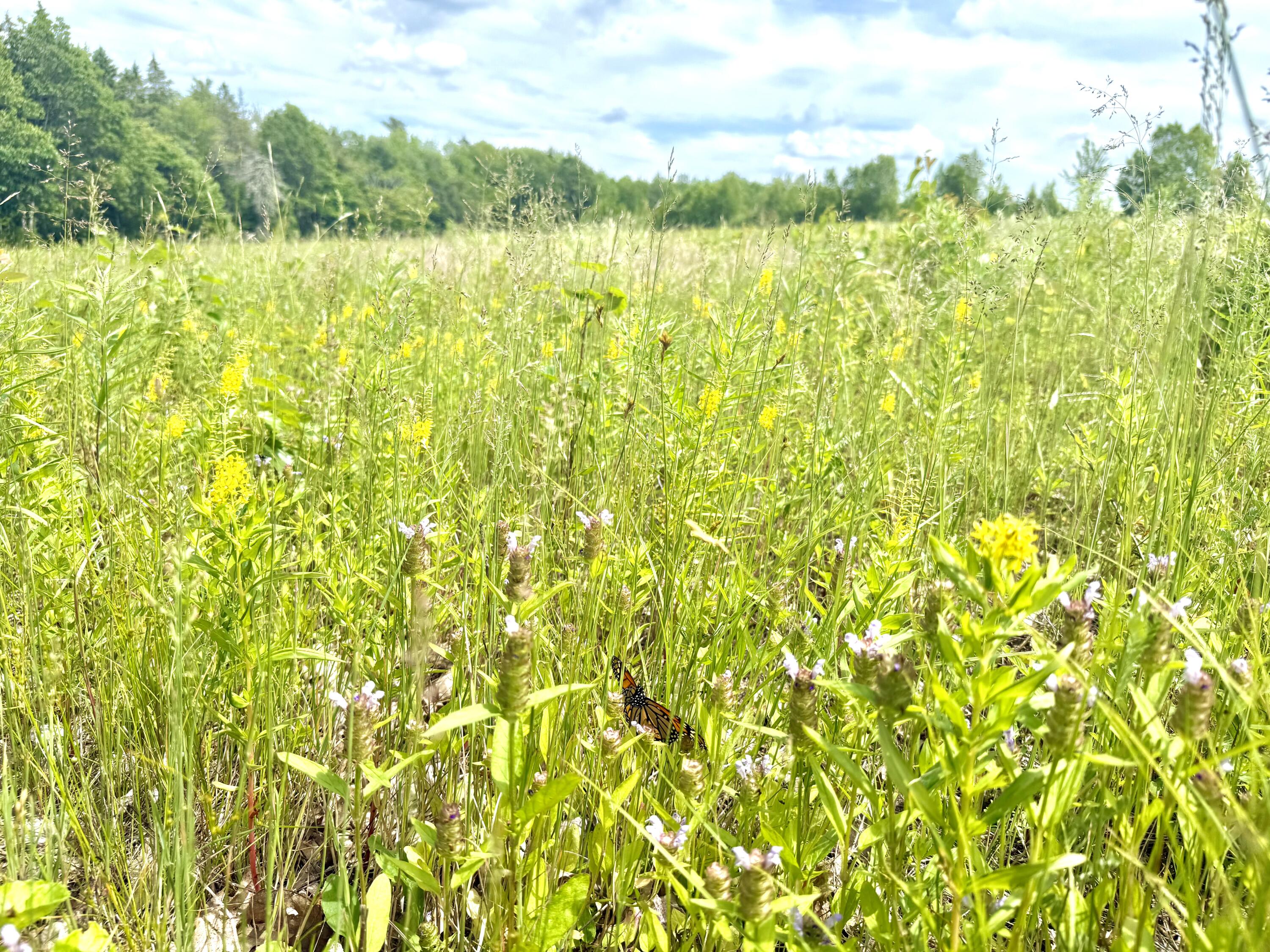 MAP13LOT9 Martins Ridge Road, Franklin, ME, 04634