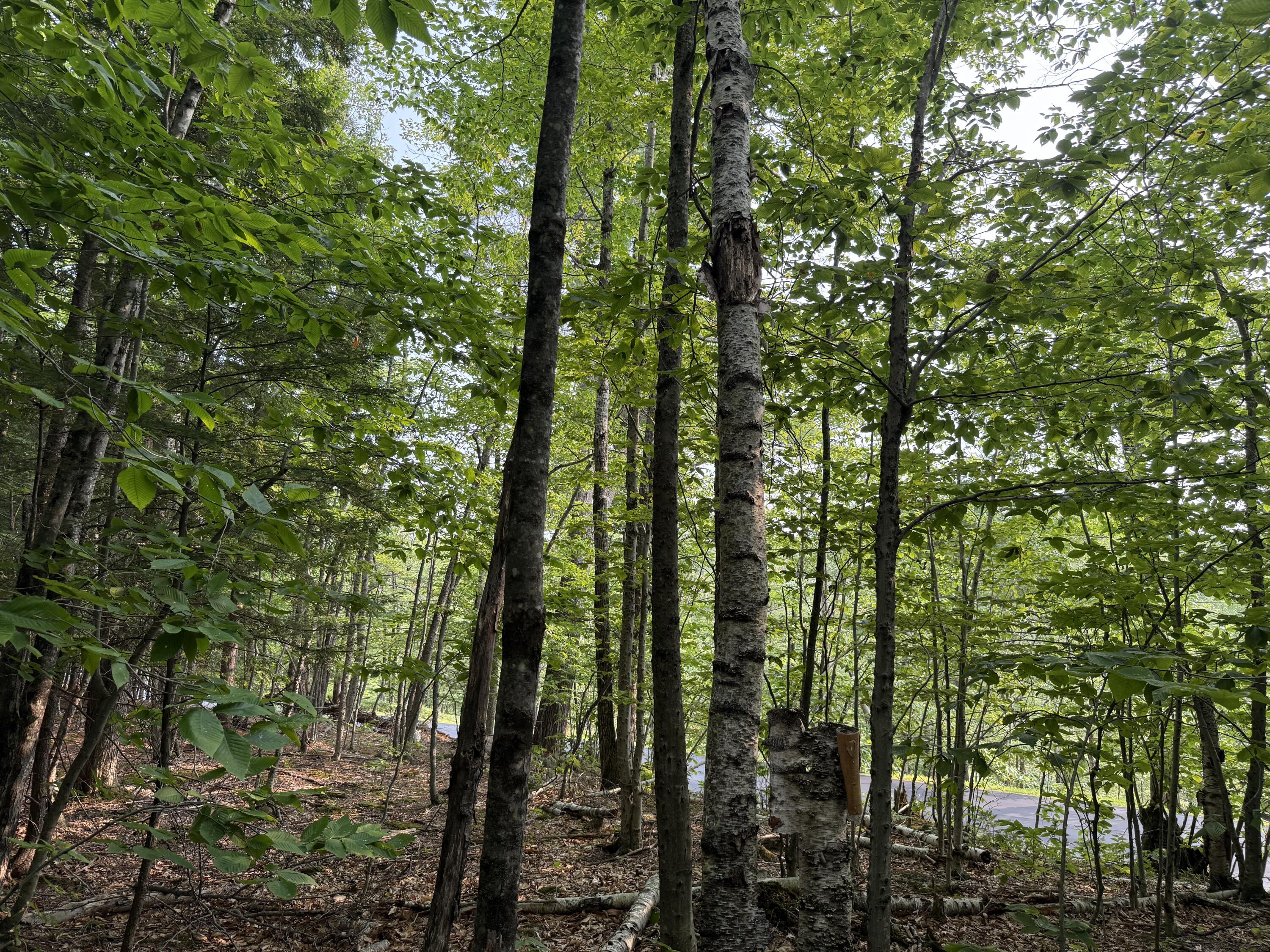 Lot 15-3B Sweden Road, Bridgton, ME, 04009