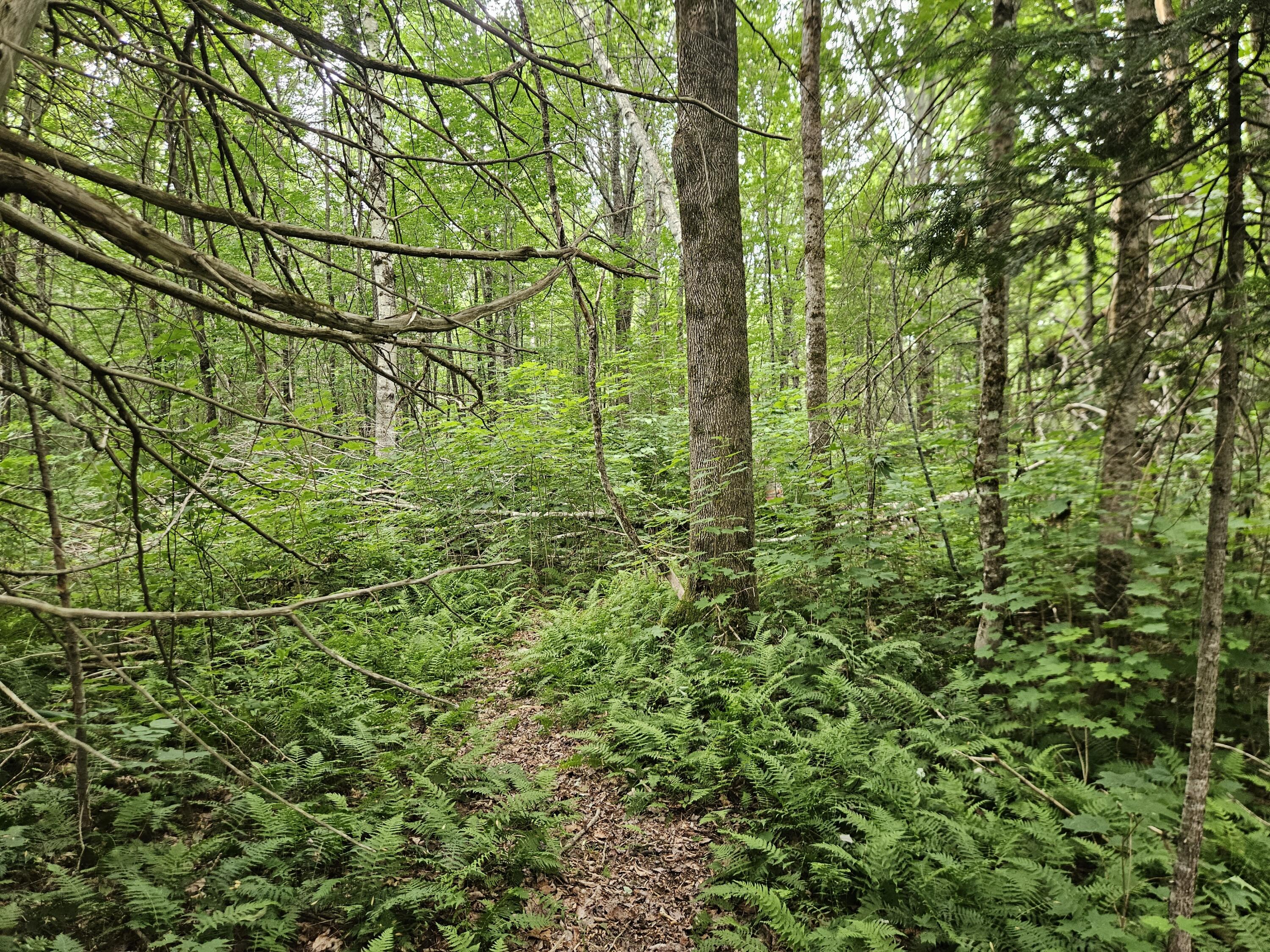 10 Moosehorn Road, Abbot, ME 04406 20260716_095326