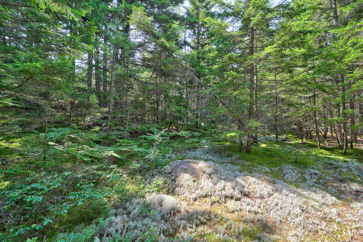 Lot 3 Bear Springs Lane, Surry, ME, 04684