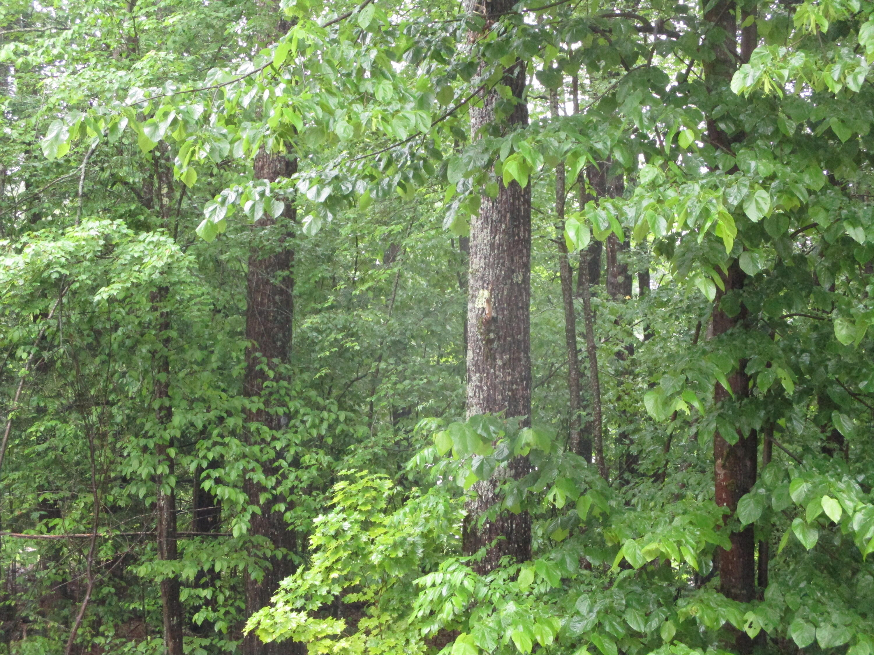 Search Homes for Sale