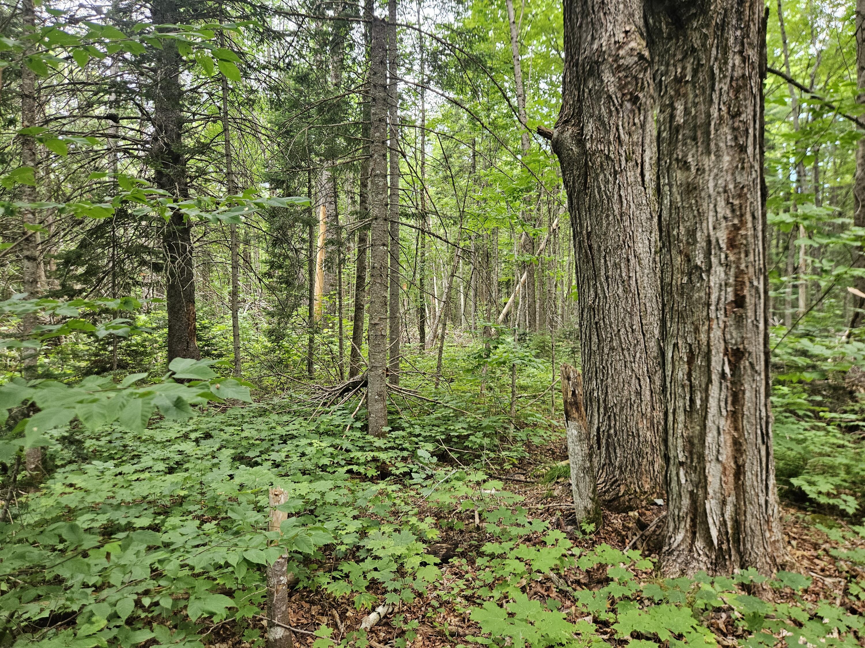 10 Moosehorn Road, Abbot, ME 04406 20260716_095350
