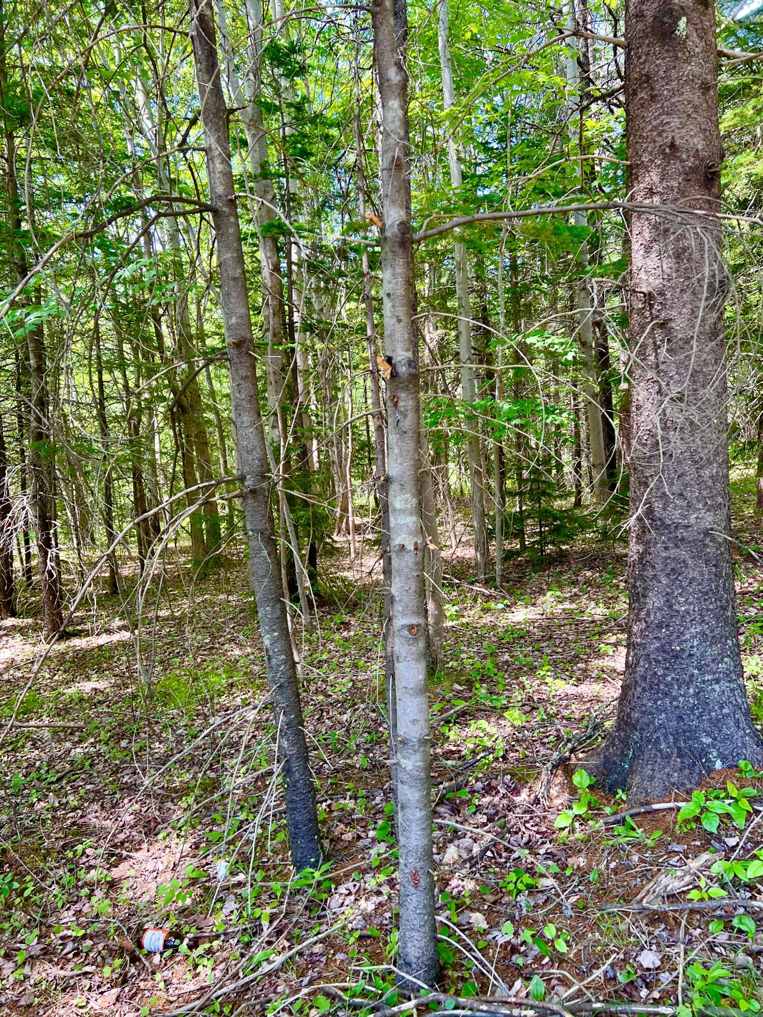 142 Seal Cove Road, Southwest Harbor, ME, 04679