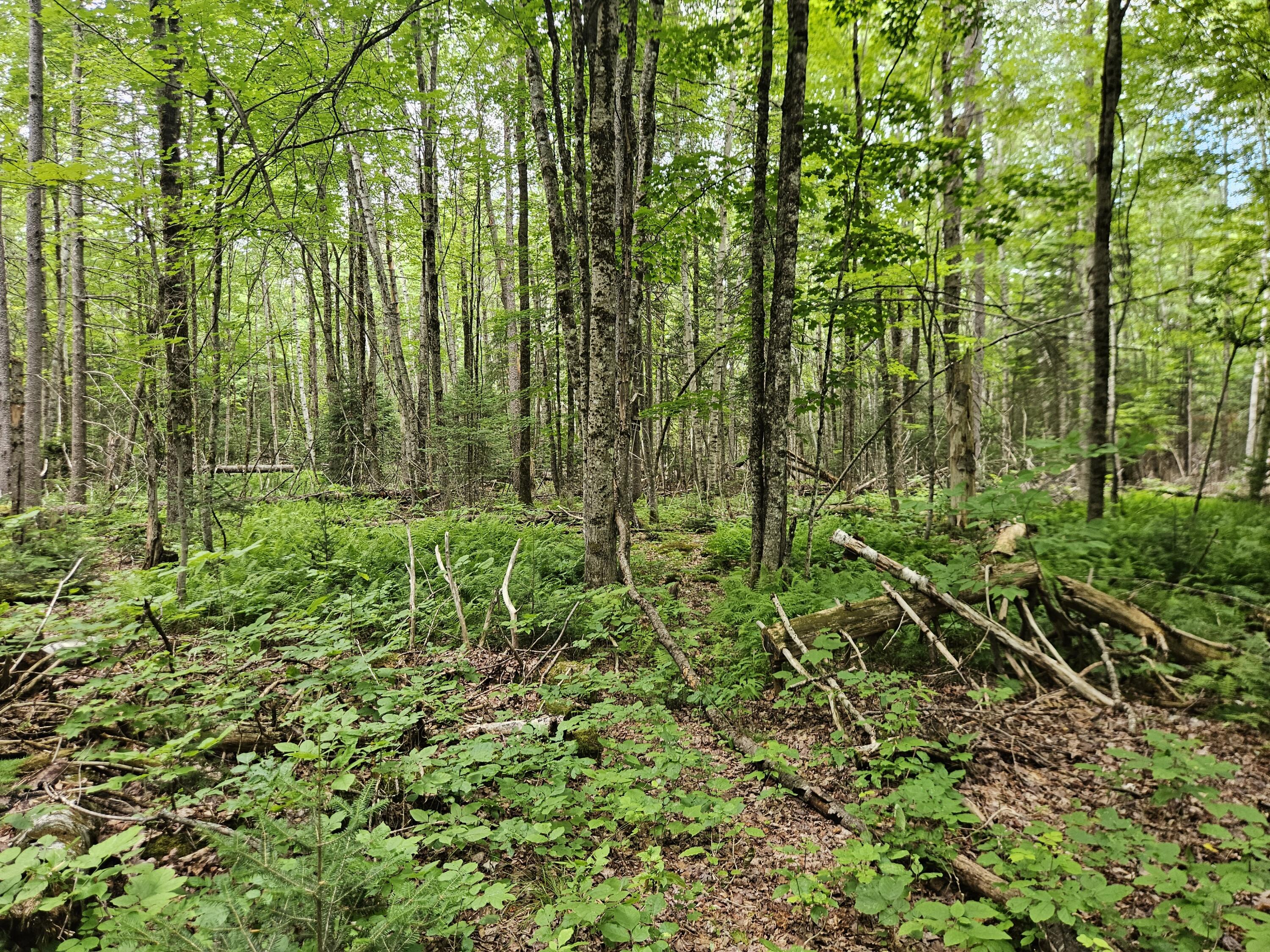 10 Moosehorn Road, Abbot, ME 04406 20260716_095426