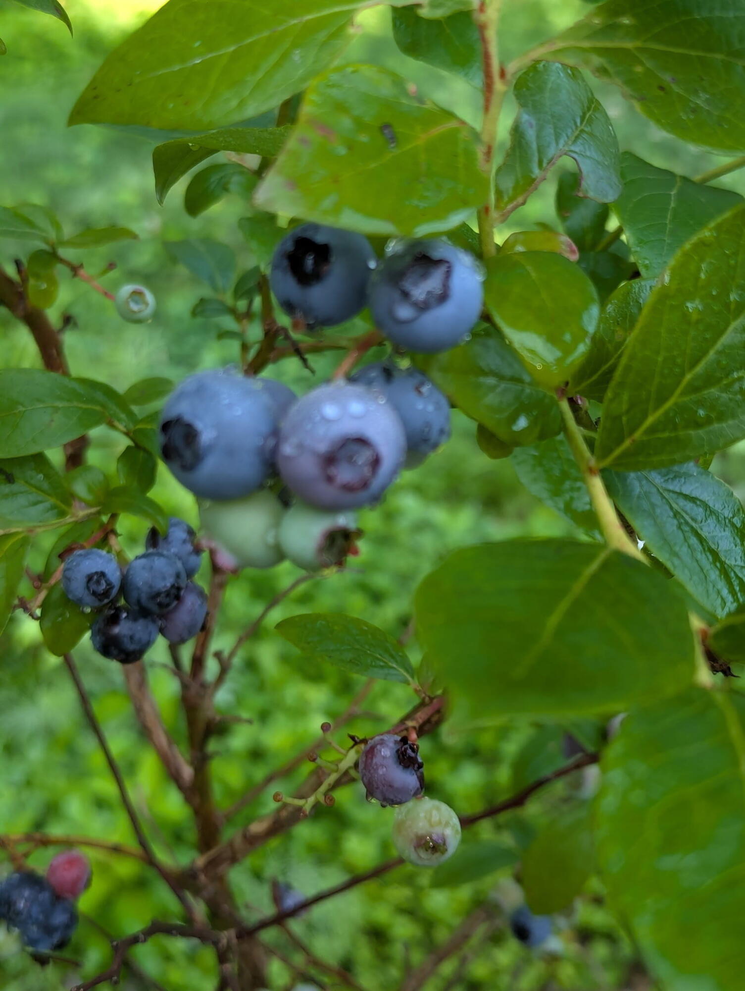 48 Pennell Avenue, Portland, ME, 04103