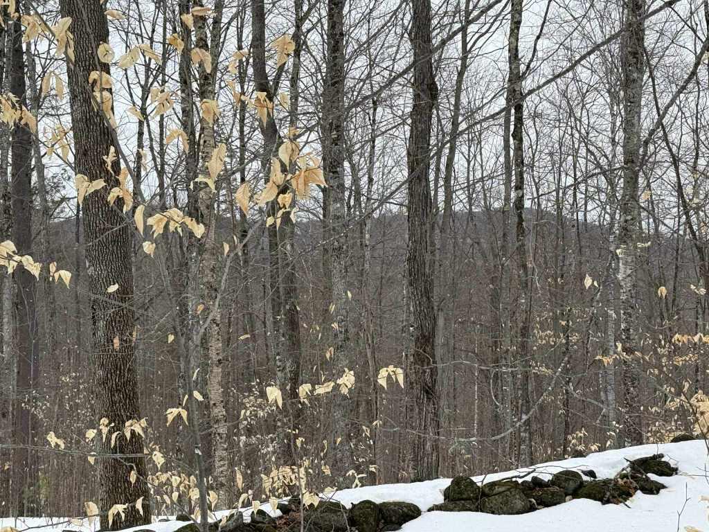 Lot 005 Greenwood Brook Road, Industry, ME, 04938