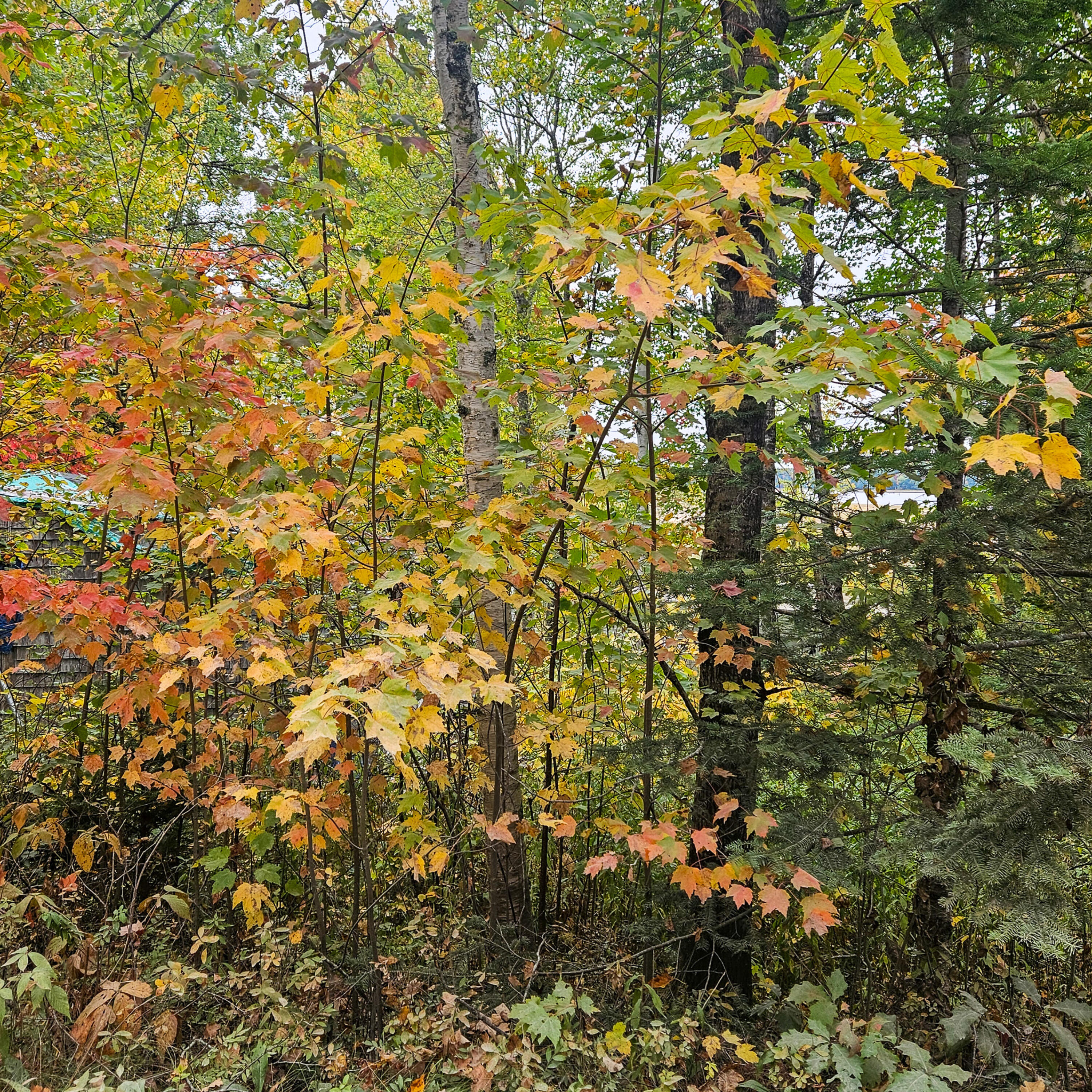 206 Morrison Farm Road, Mariaville, ME, 04605