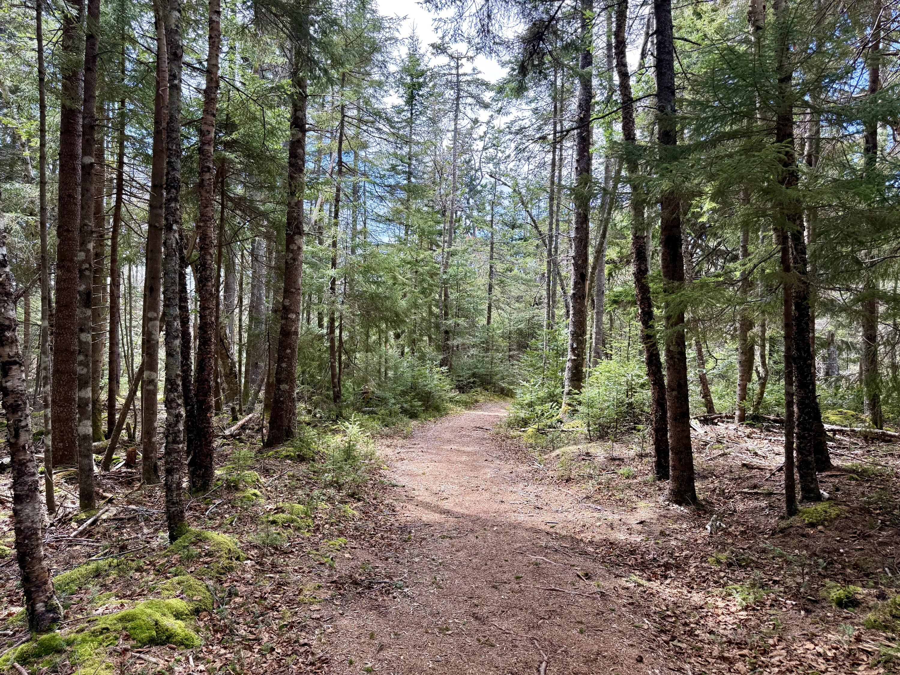 Lot 15 Collins Cove Road, Machiasport, ME, 04655