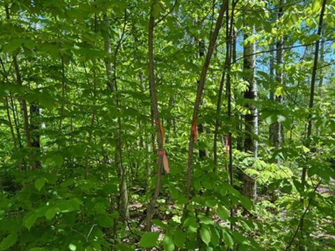 Map4Lot4B Off Conroy Road, Perham, ME, 04766