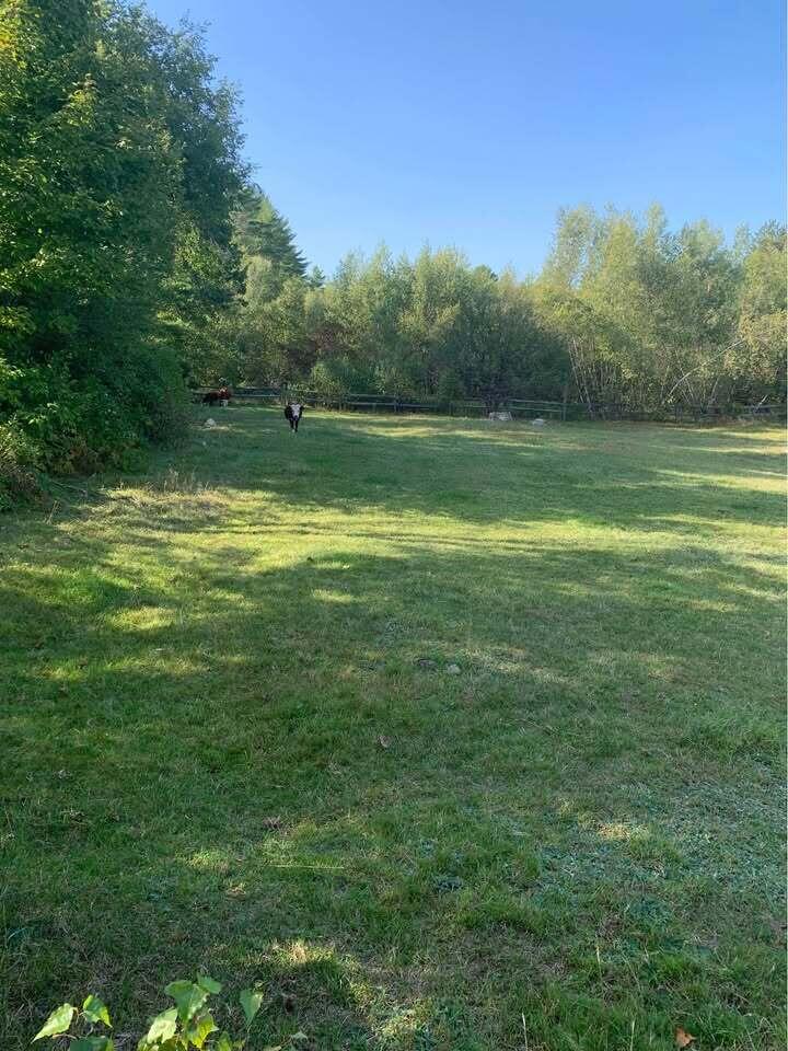 fenced back yard