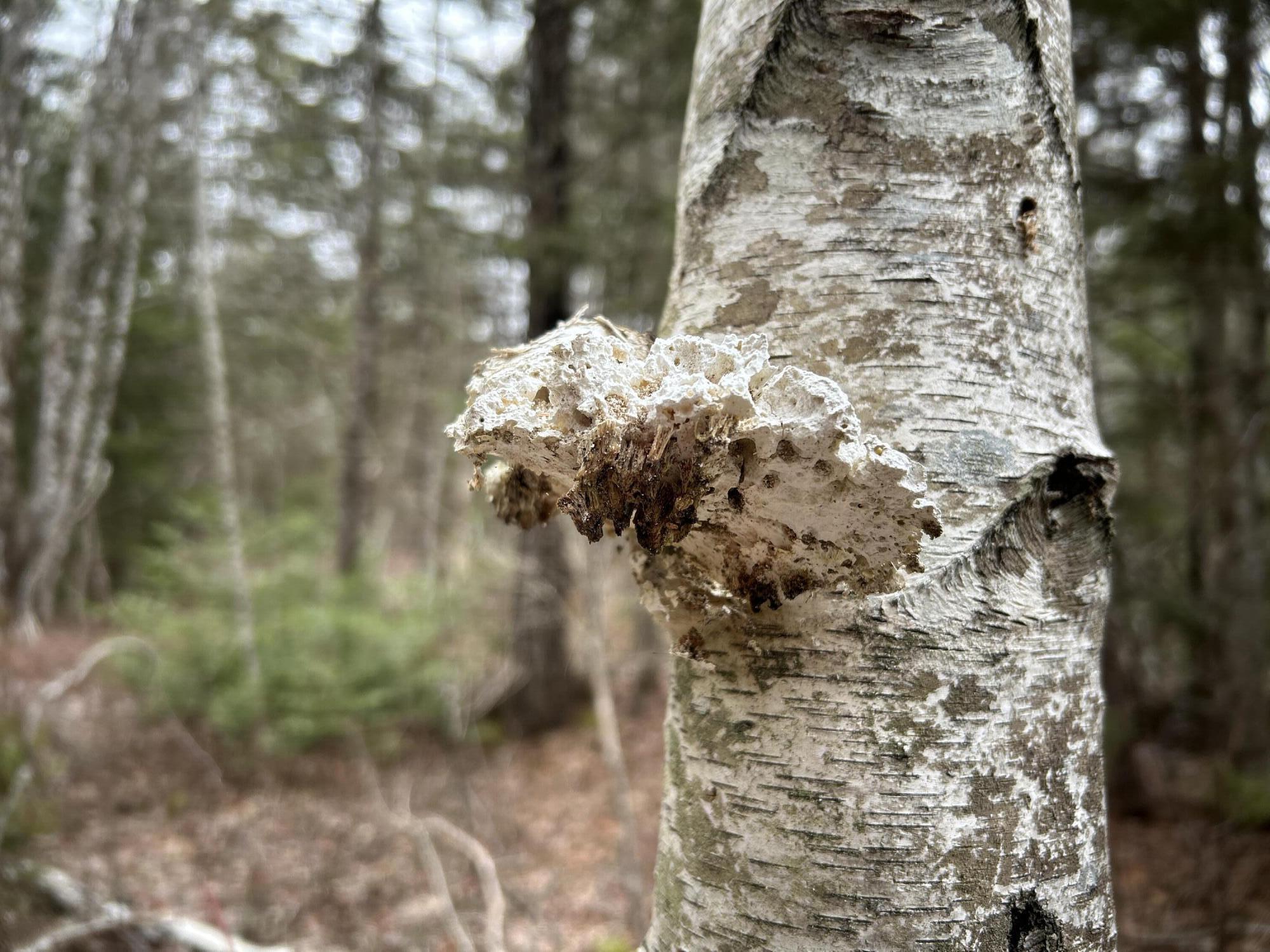 WA31P01L21 Kings Street, Dennysville, ME, 04628