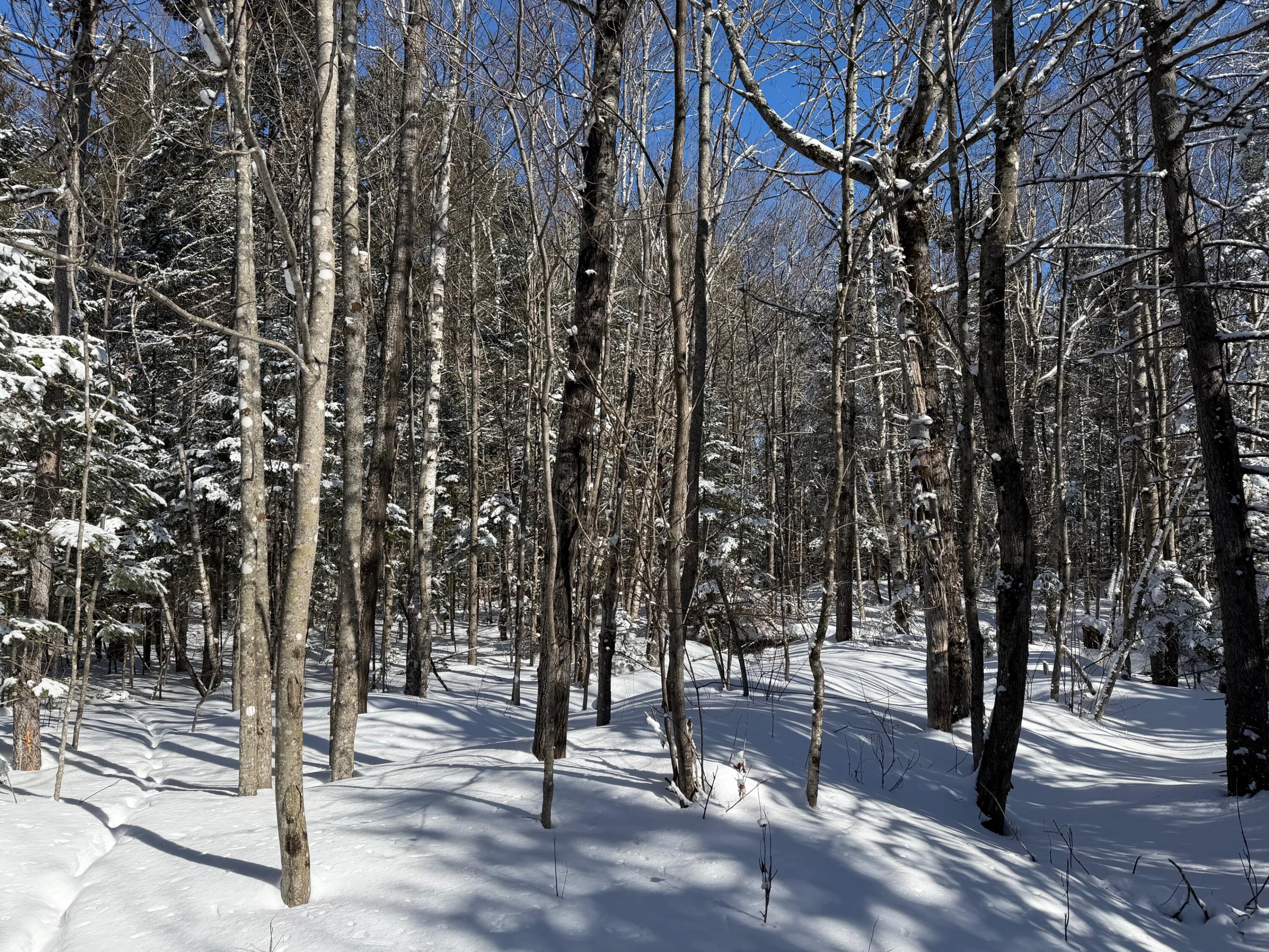 M5 Lot 1&3 East Road, Greenville, ME, 04441