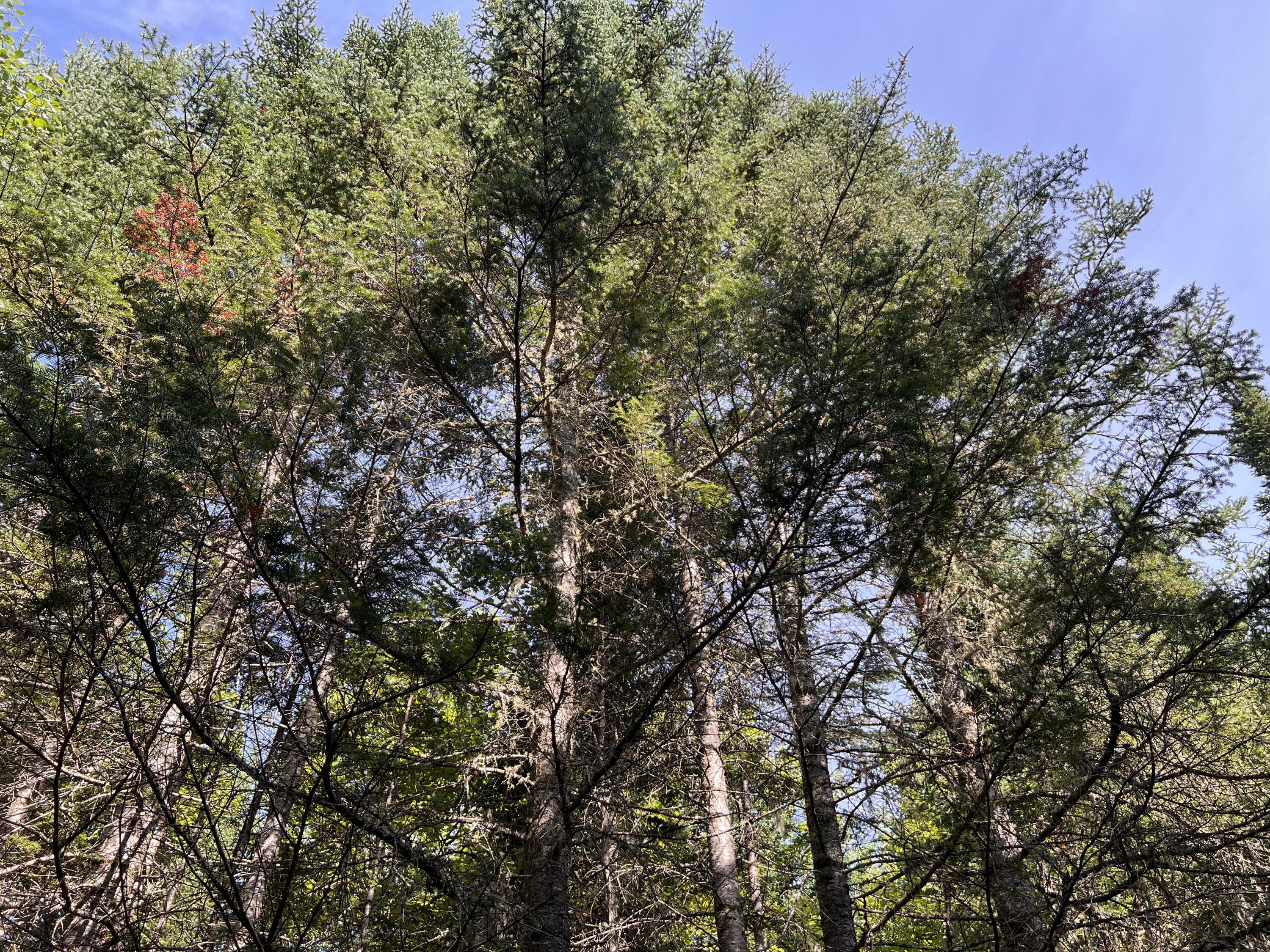 lot 6 & 8 Franklin Realty Road, Haynesville, ME 04497 Some mature trees