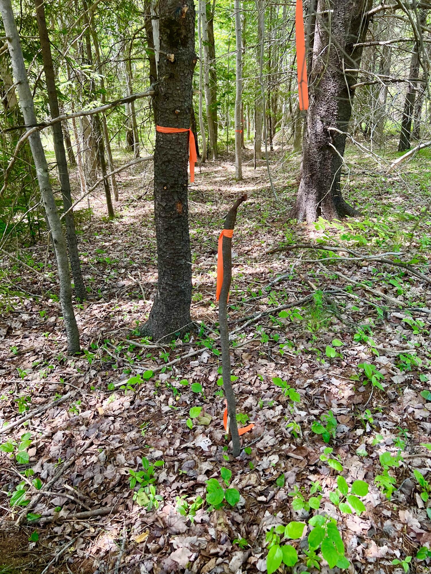 142 Seal Cove Road, Southwest Harbor, ME, 04679