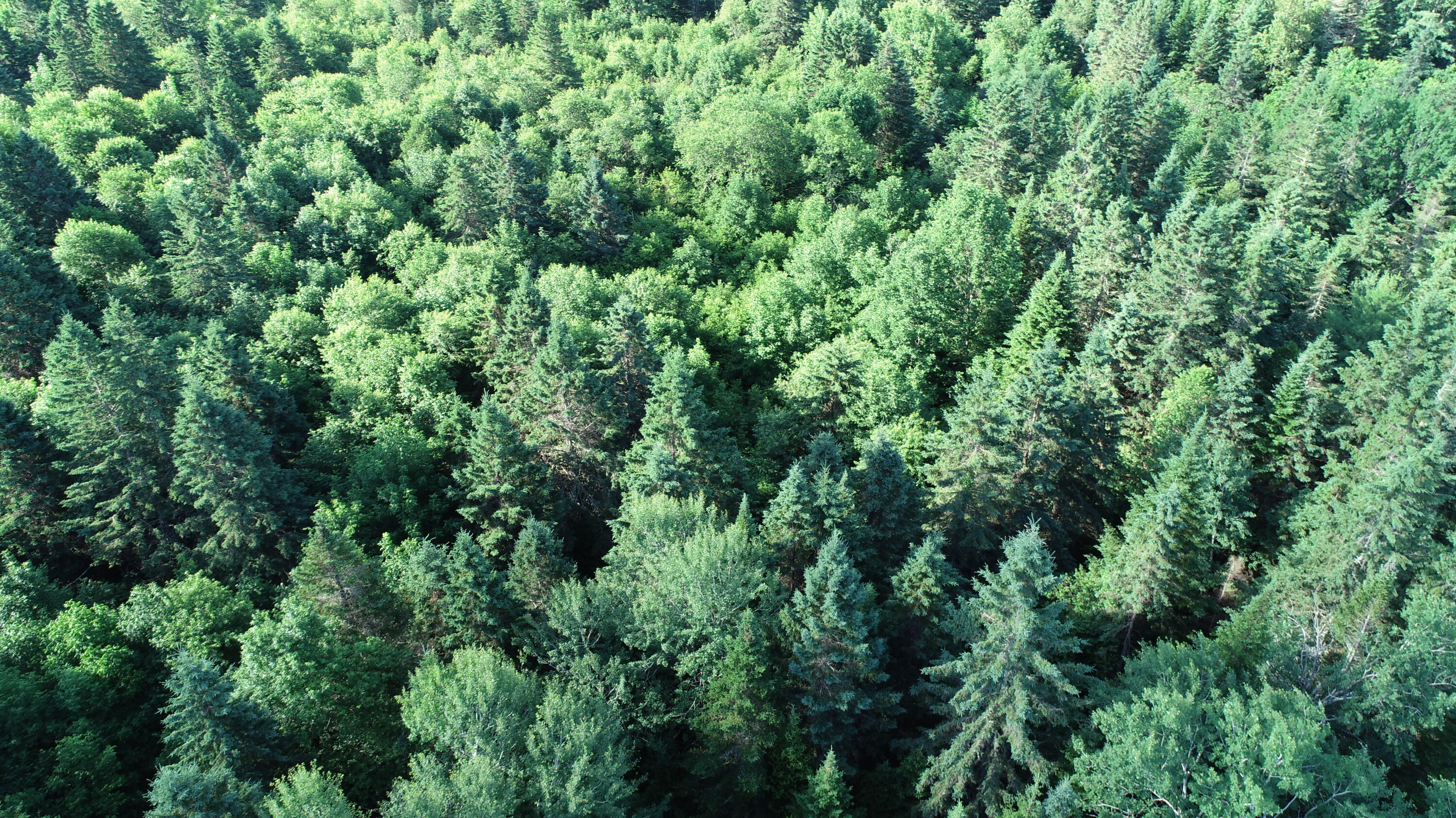 Lot 27 Brewer Road, Cary Plt, ME, 04471