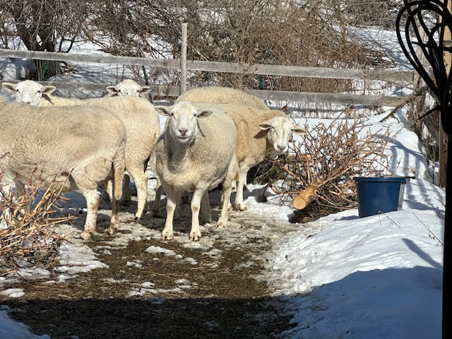 1031 Poors Mill Road, Waldo, ME, 04915