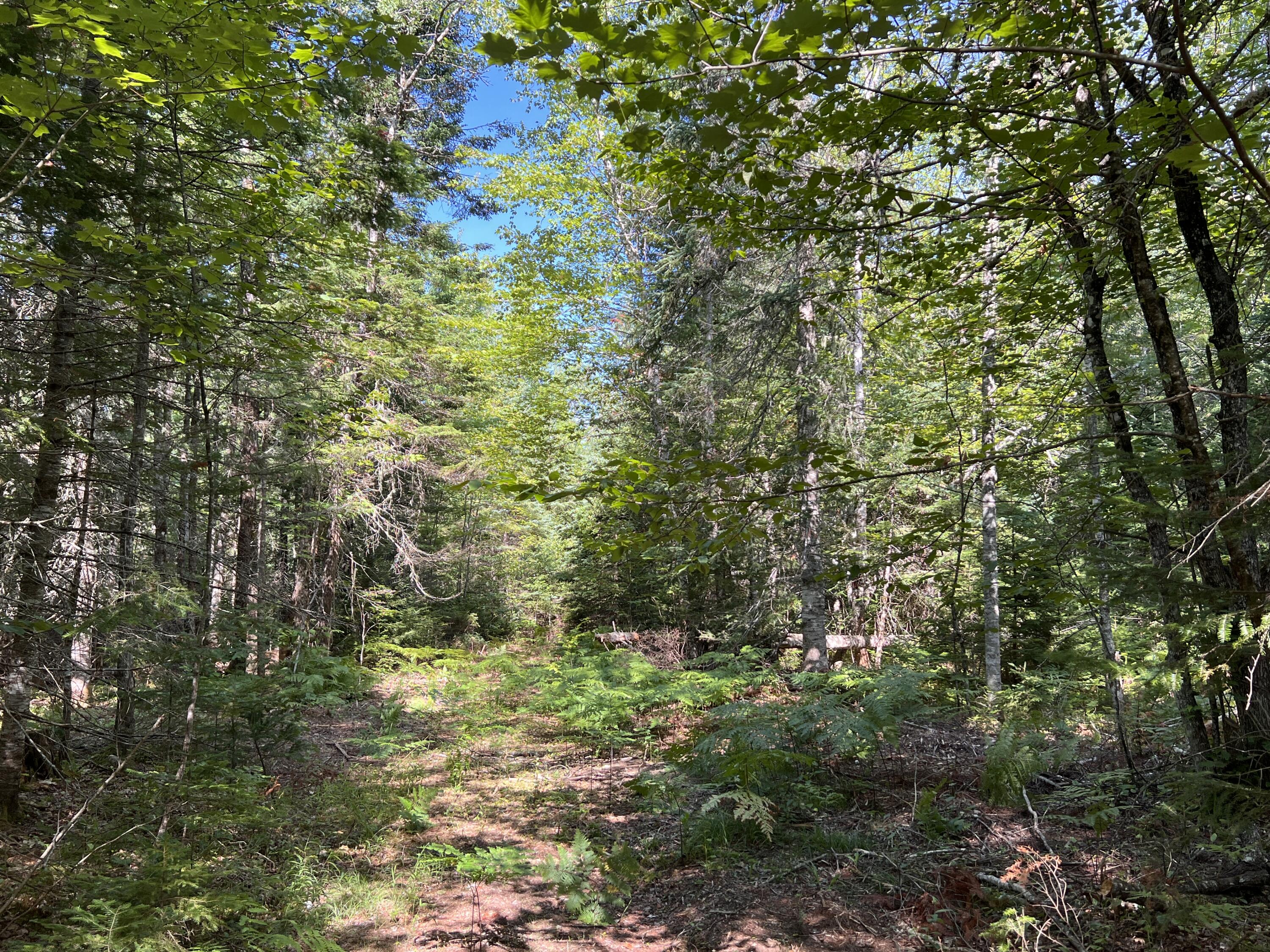 lot 6 & 8 Franklin Realty Road, Haynesville, ME 04497 IMG_4491
