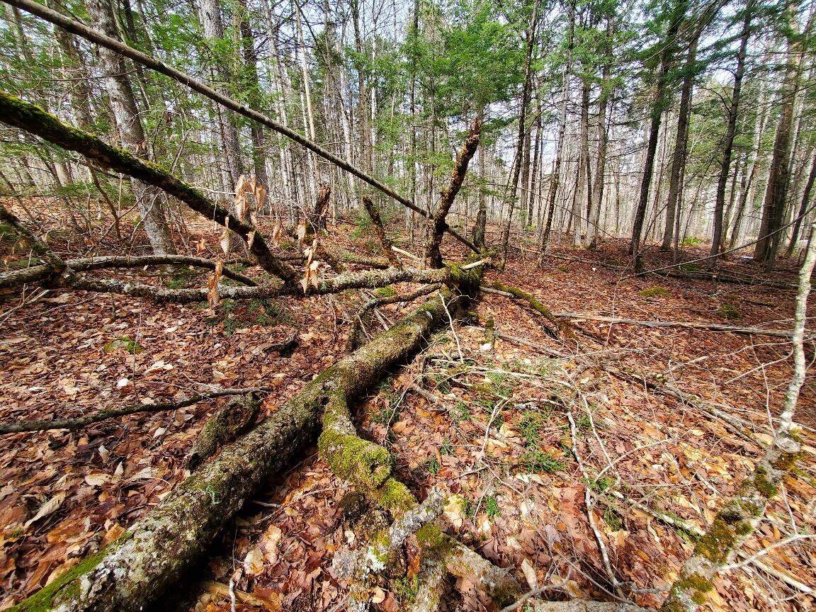 0 Sandy Beach Road, Danforth, ME, 04424