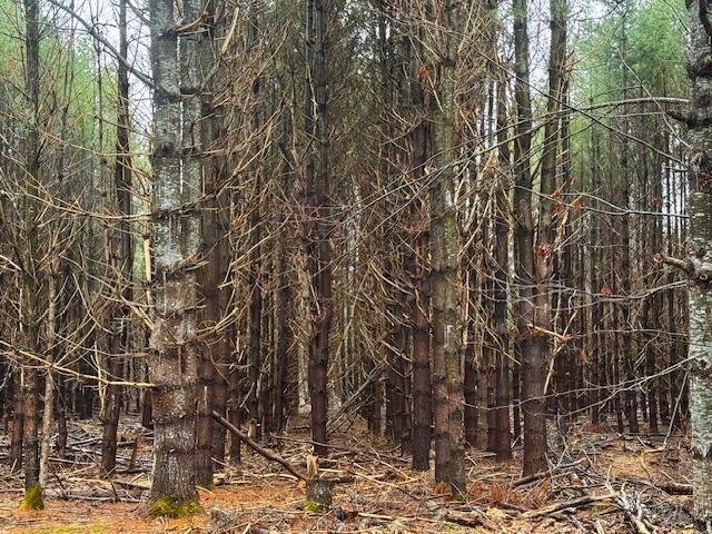 SO 001 Plan 2 Lot 16.1 Long Falls Dam Road, Lexington Twp, ME, 04961