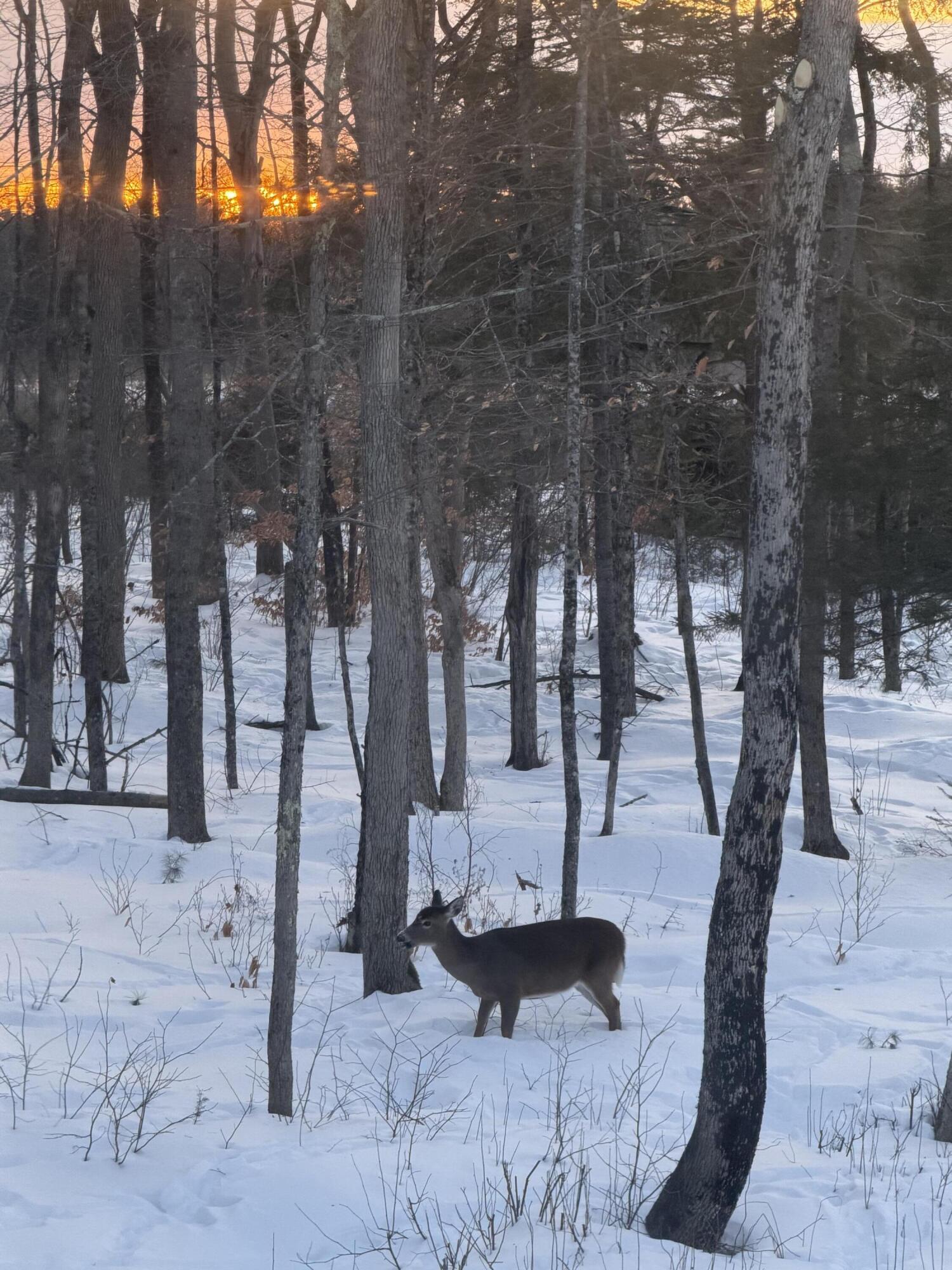 68 Adams Way, Freeport, ME, 04032