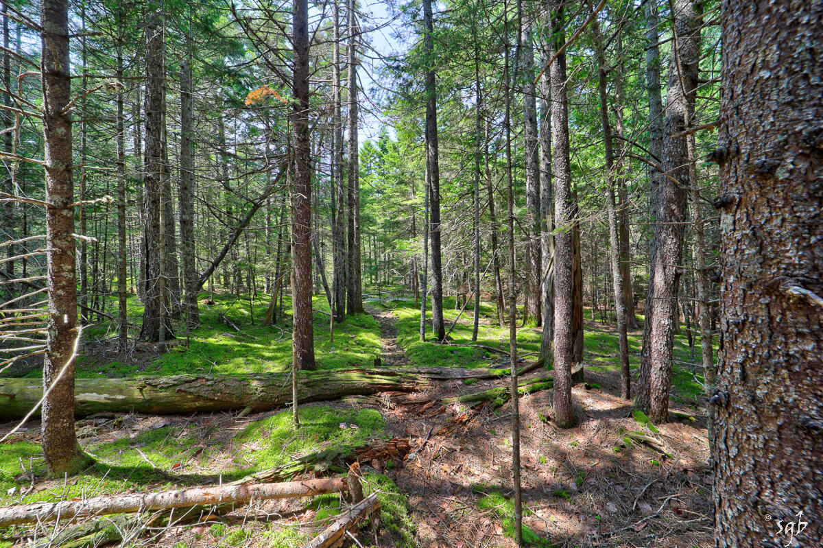 Lot 3 Bear Springs Lane, Surry, ME, 04684