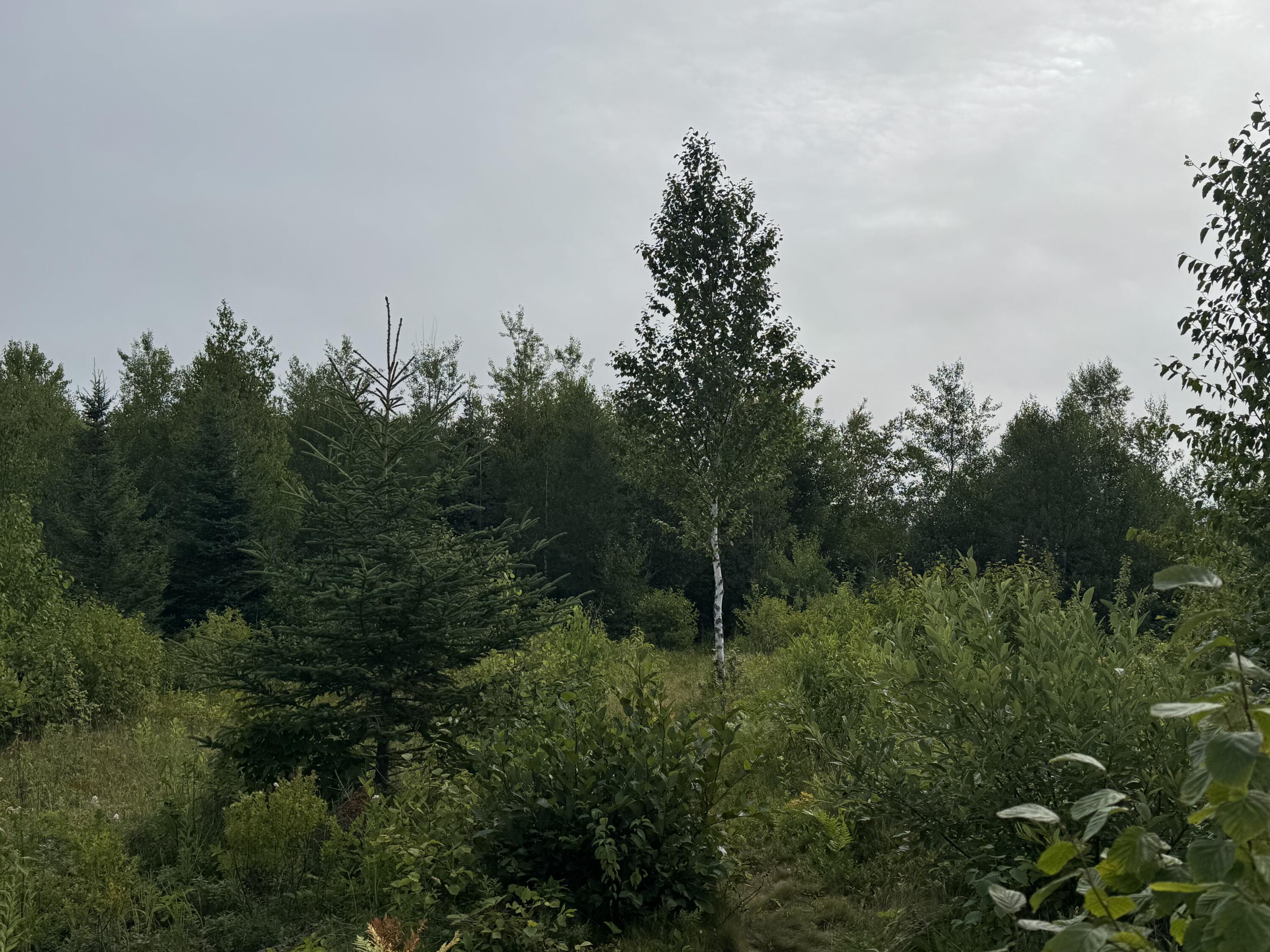 Photo of 234 Wilcox Road Trescott Twp ME 04652