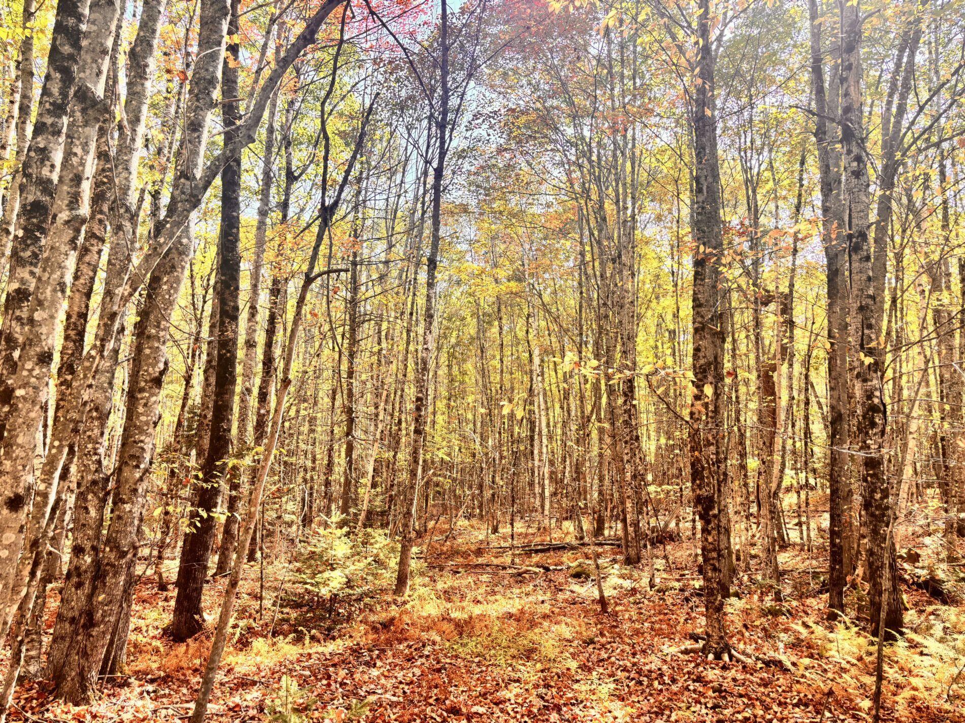 150 Bowden Point Road, Prospect, ME, 04981