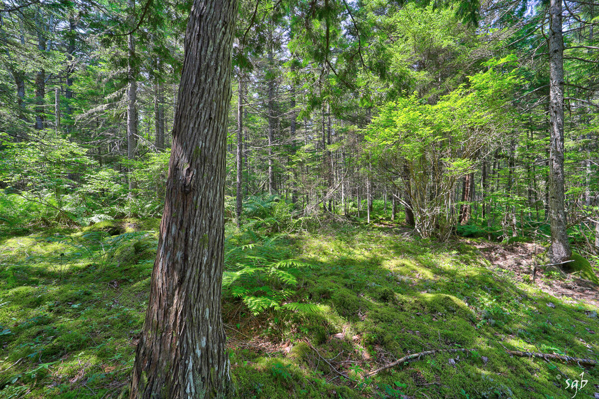 Lot 3 Bear Springs Lane, Surry, ME, 04684