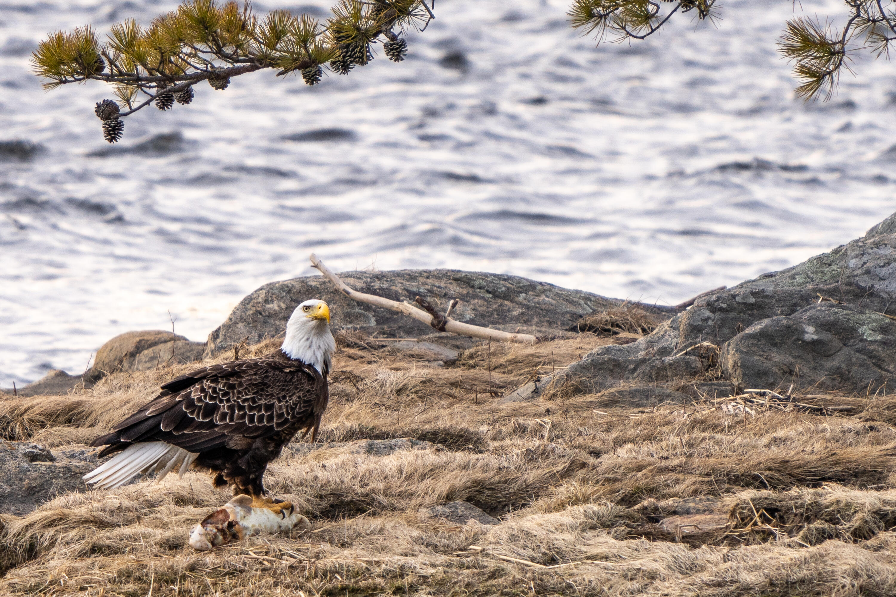 46 River Edge Drive, Woolwich, ME, 04579