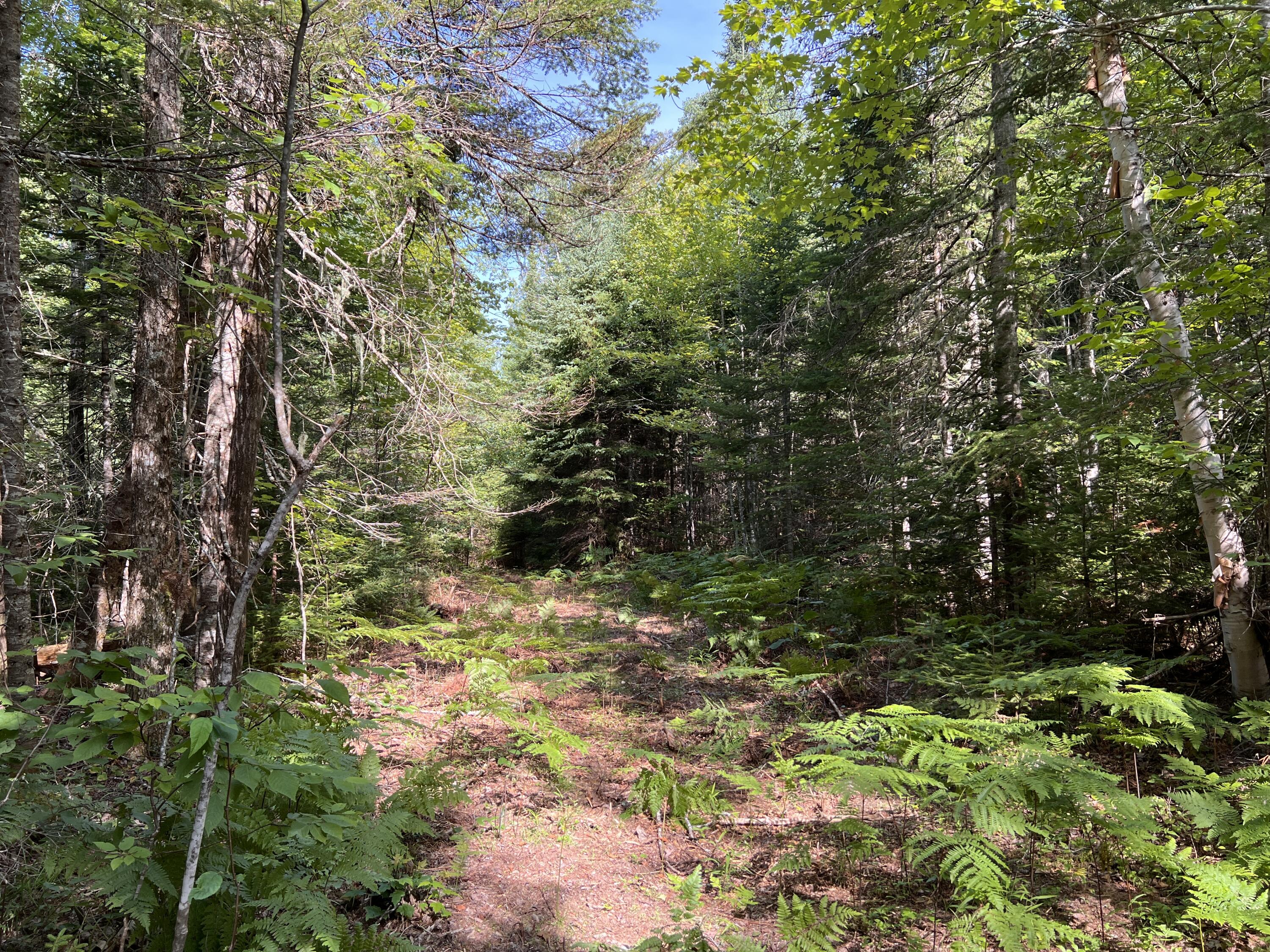 lot 6 & 8 Franklin Realty Road, Haynesville, ME 04497 IMG_4483