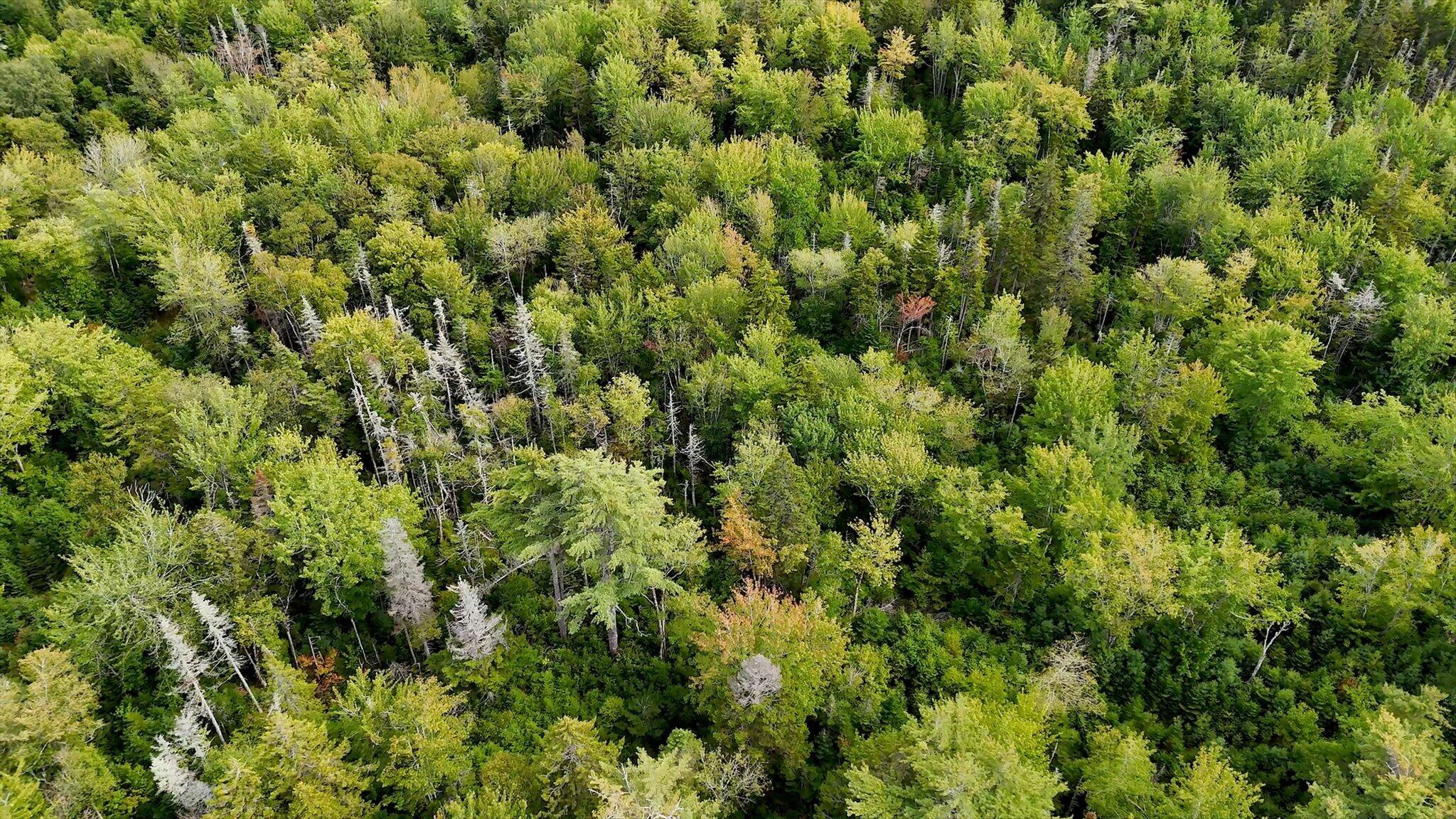 M20L2 East Side Road, Addison, ME, 04606