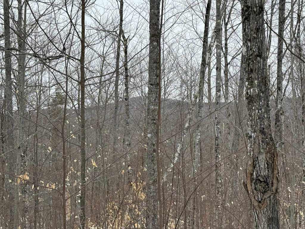 Lot 005 Greenwood Brook Road, Industry, ME, 04938