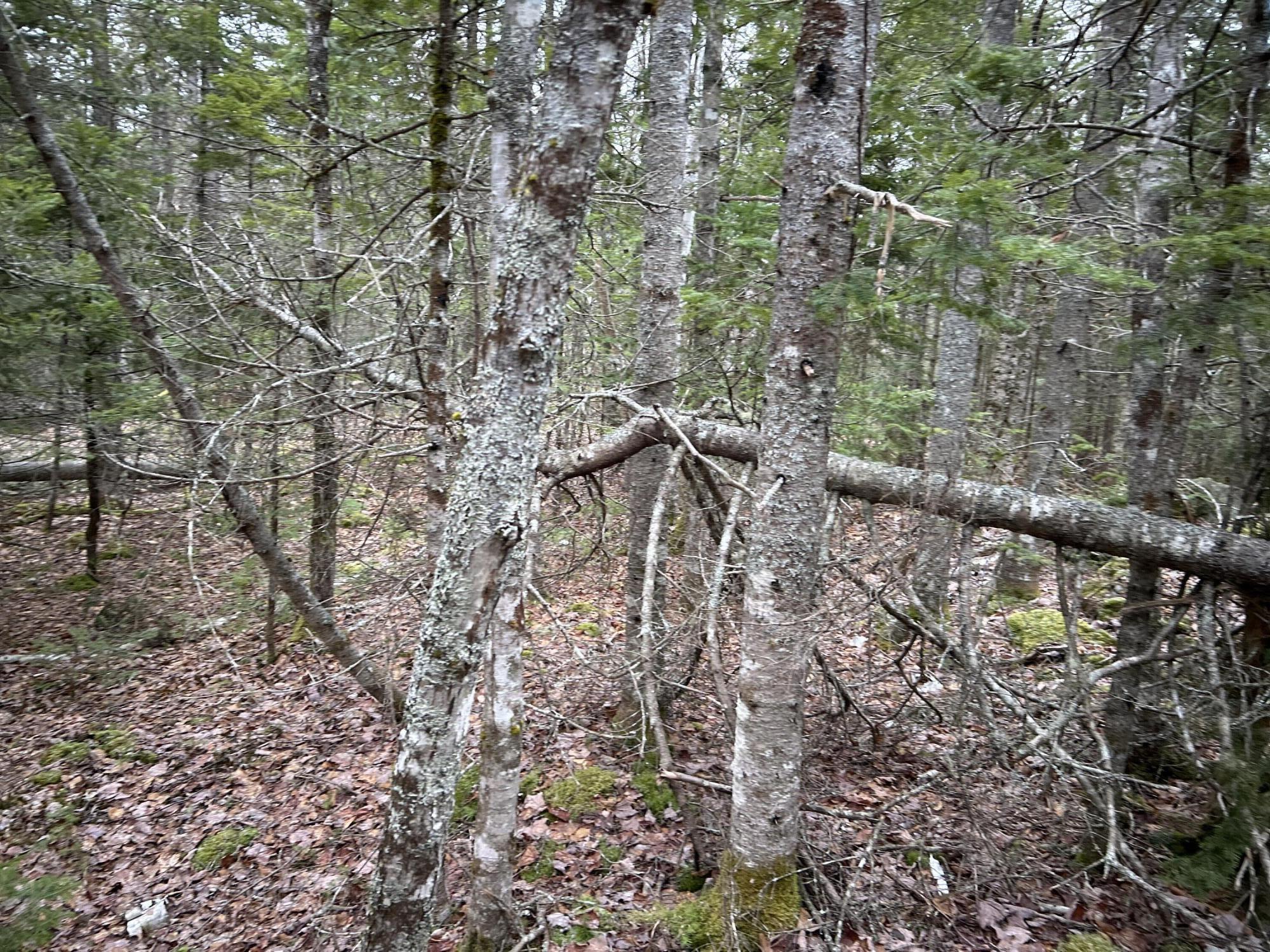 WA31P01L21 Kings Street, Dennysville, ME, 04628